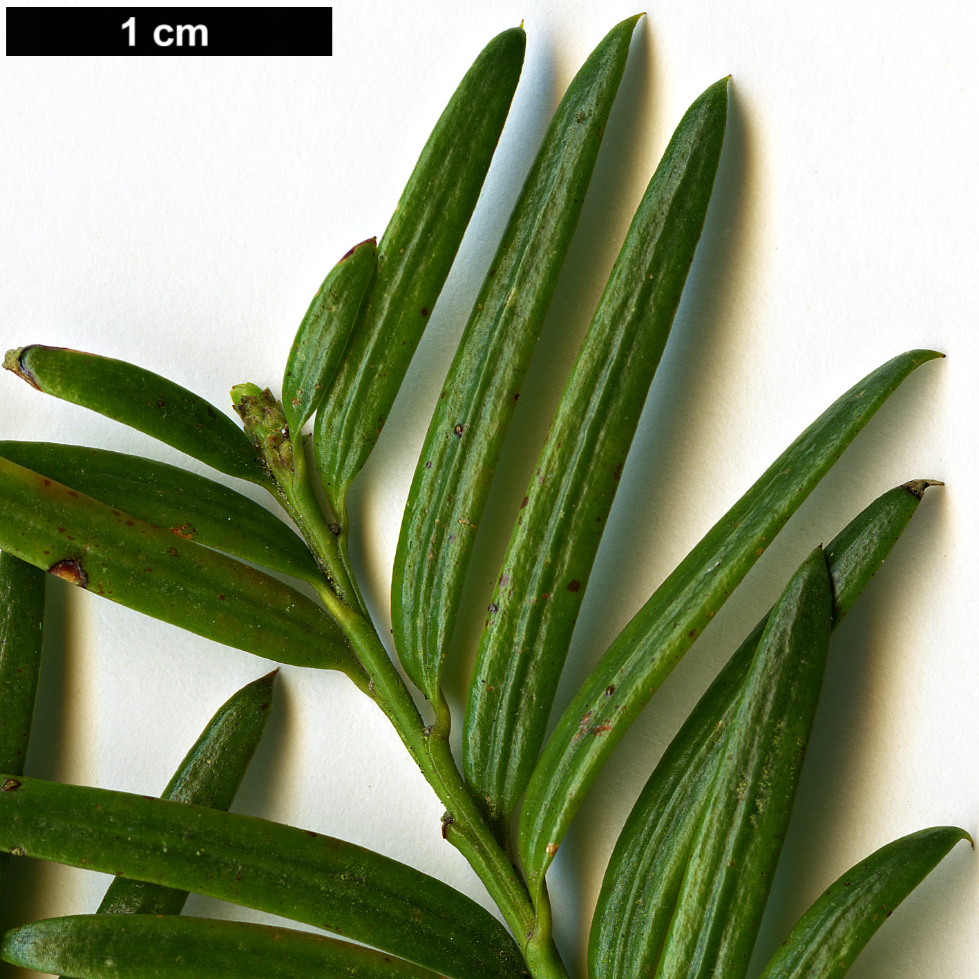 High resolution image: Family: Taxaceae - Genus: Taxus - Taxon: globosa