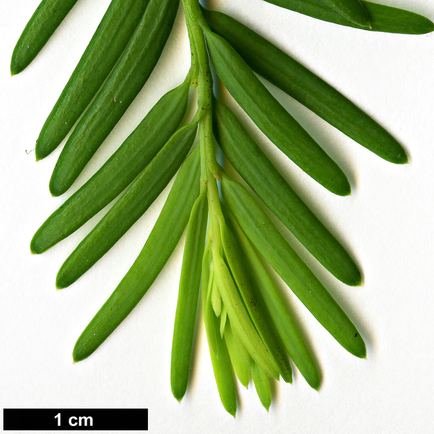 High resolution image: Family: Taxaceae - Genus: Taxus - Taxon: globosa