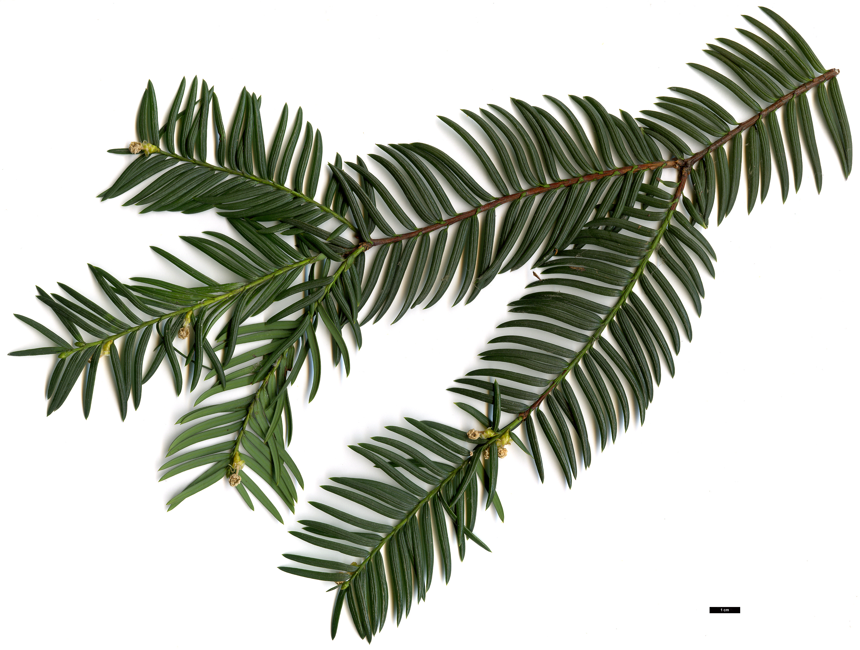 High resolution image: Family: Taxaceae - Genus: Taxus - Taxon: wallichiana