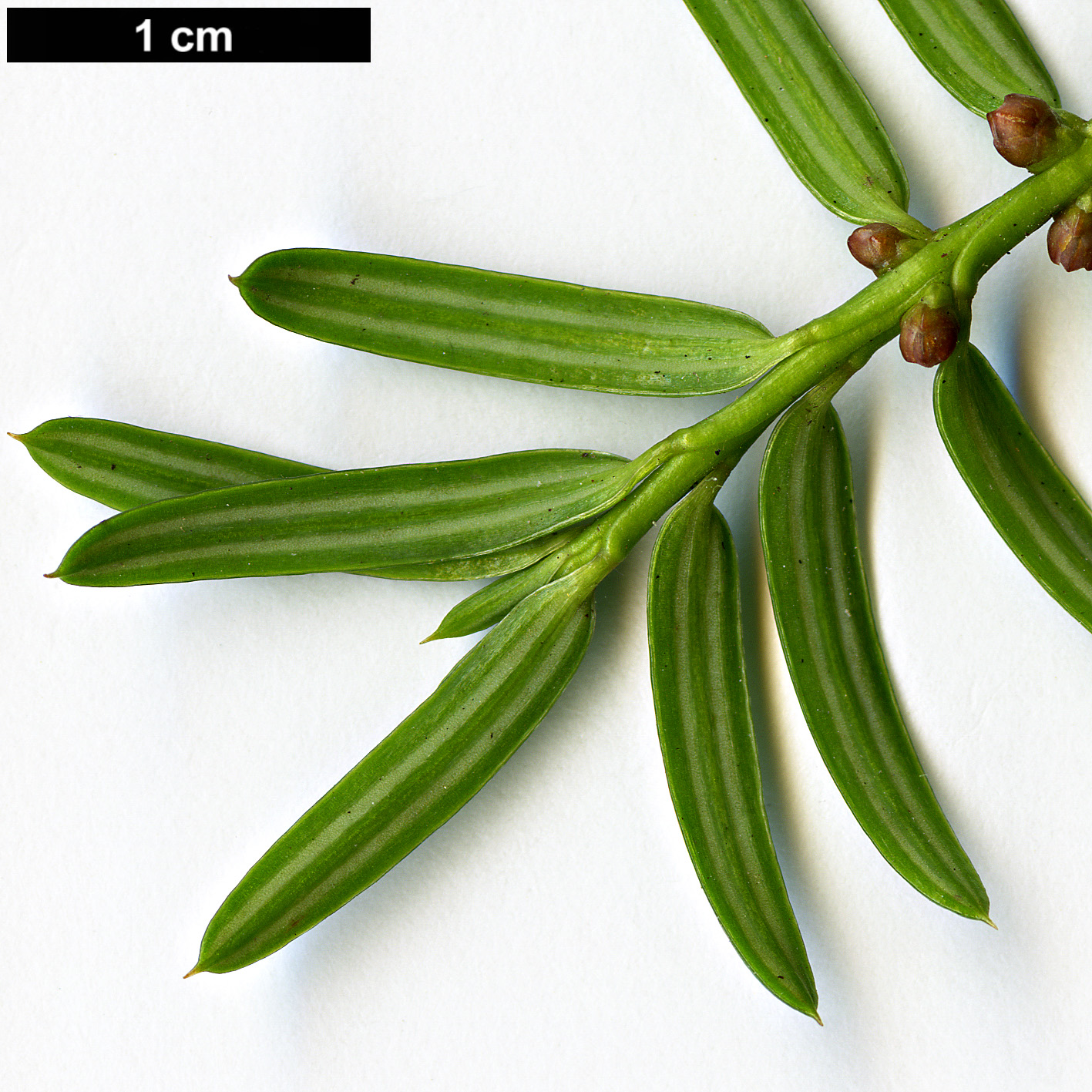 High resolution image: Family: Taxaceae - Genus: Torreya - Taxon: grandis