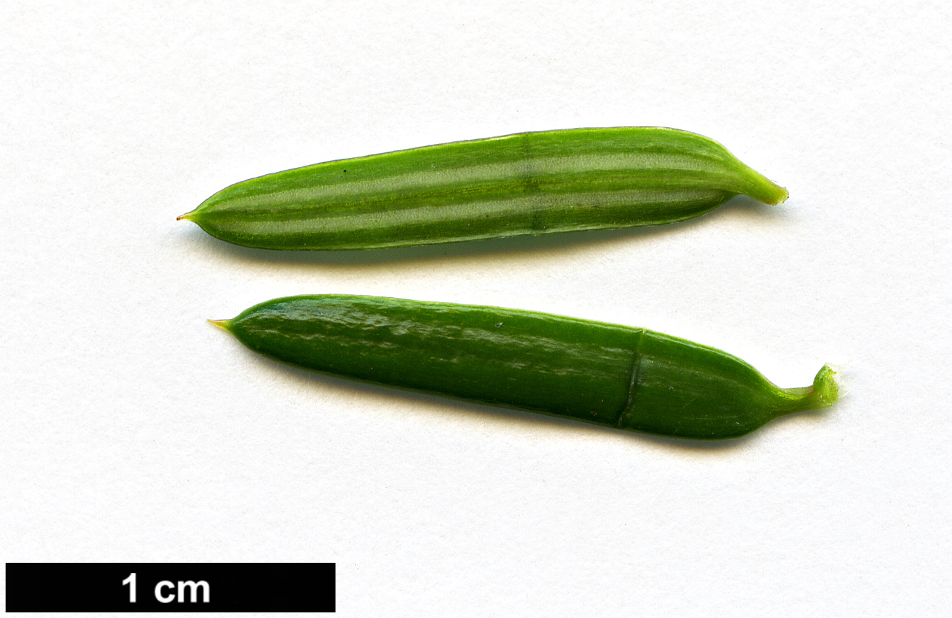High resolution image: Family: Taxaceae - Genus: Torreya - Taxon: grandis