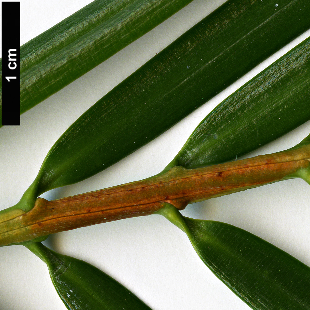 High resolution image: Family: Taxaceae - Genus: Torreya - Taxon: jackii
