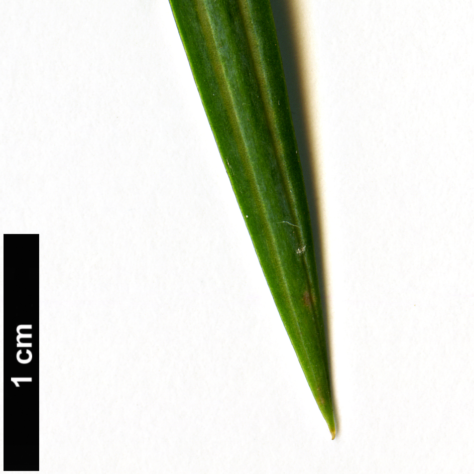 High resolution image: Family: Taxaceae - Genus: Torreya - Taxon: jackii