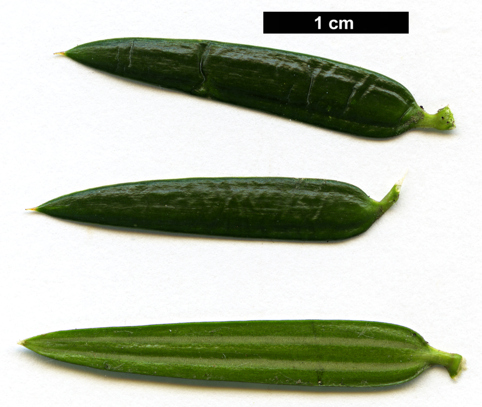 High resolution image: Family: Taxaceae - Genus: Torreya - Taxon: nucifera