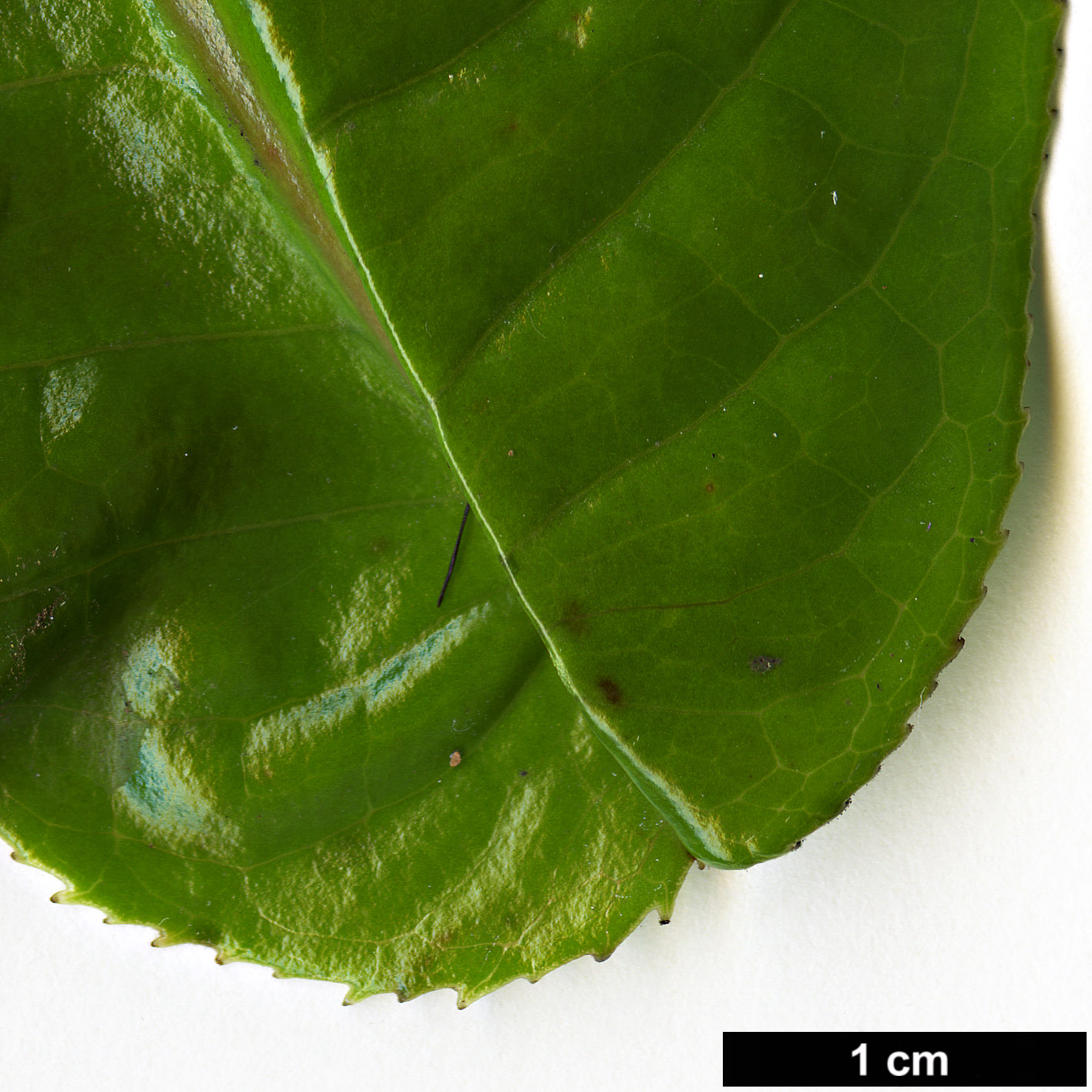 High resolution image: Family: Theaceae - Genus: Camellia - Taxon: amplexicaulis