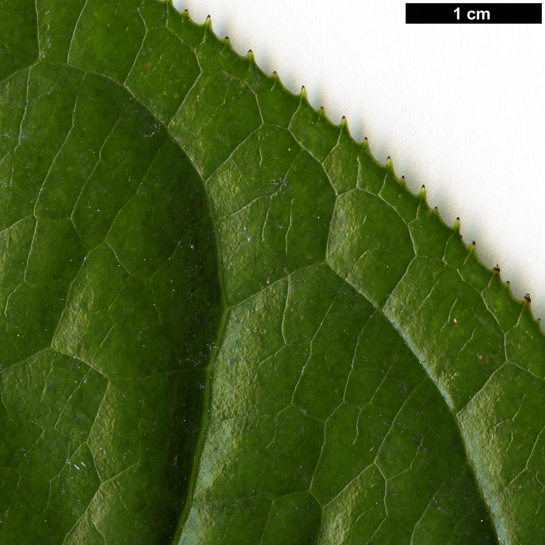High resolution image: Family: Theaceae - Genus: Camellia - Taxon: amplexicaulis