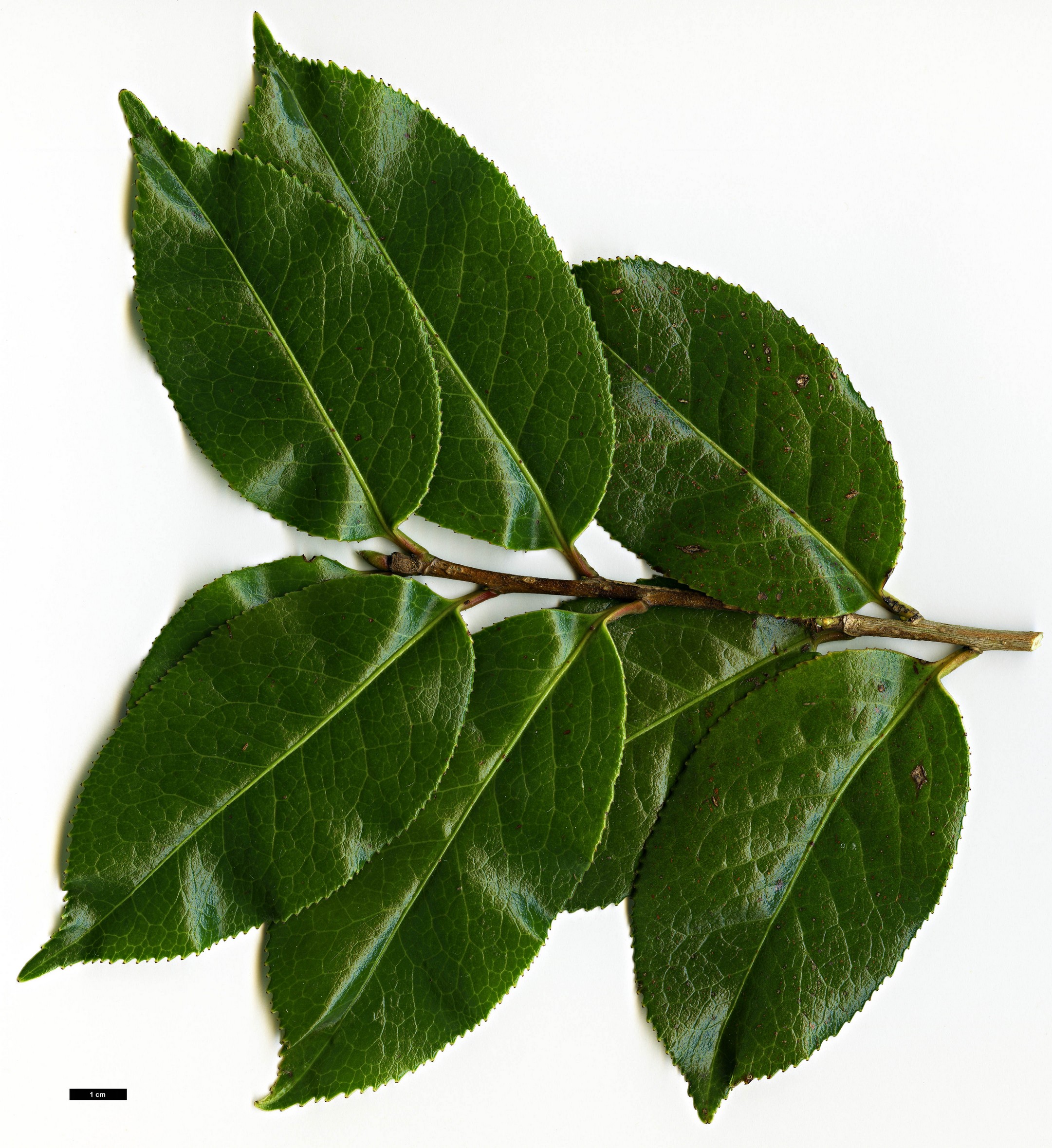 High resolution image: Family: Theaceae - Genus: Camellia - Taxon: bailinshanica