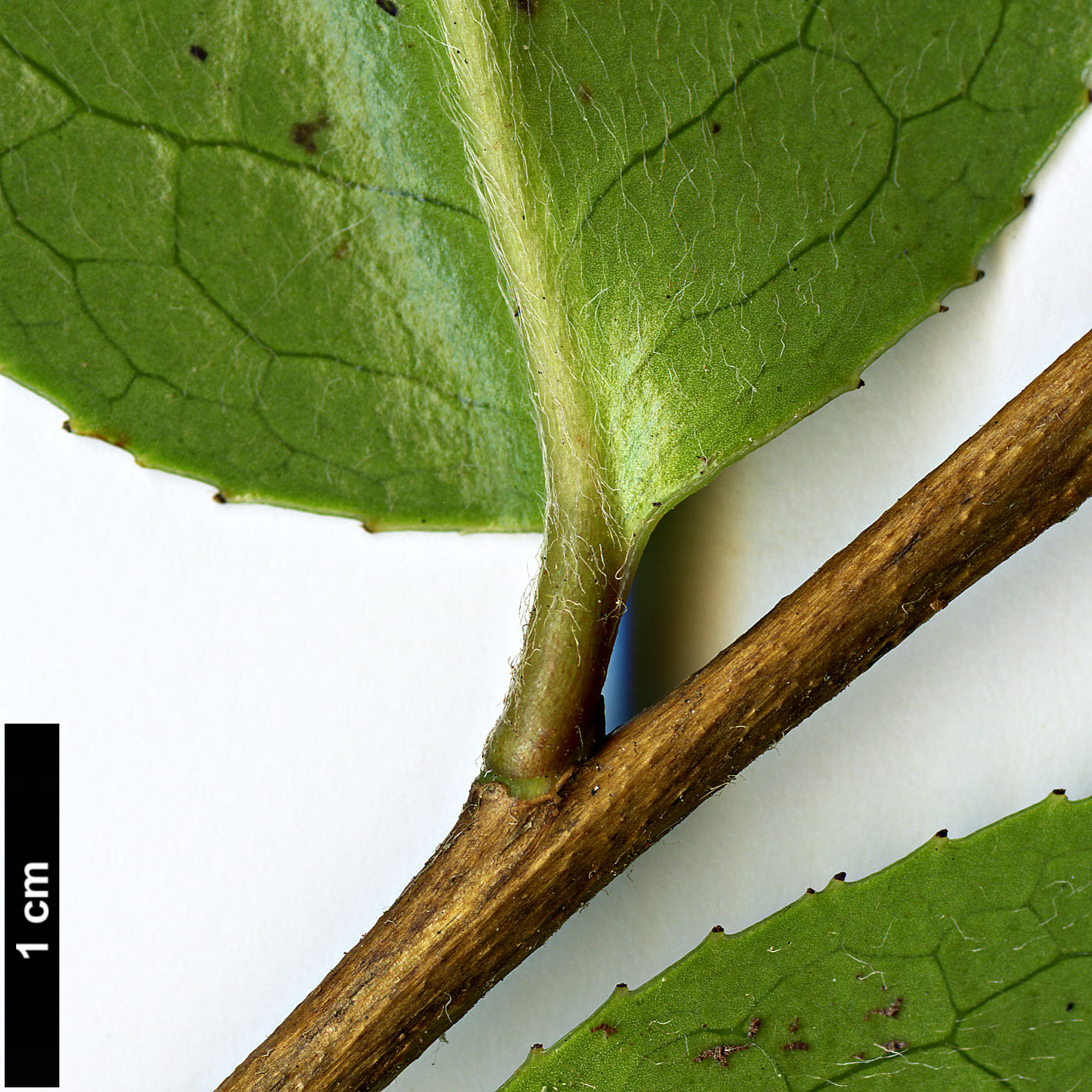 High resolution image: Family: Theaceae - Genus: Camellia - Taxon: bailinshanica