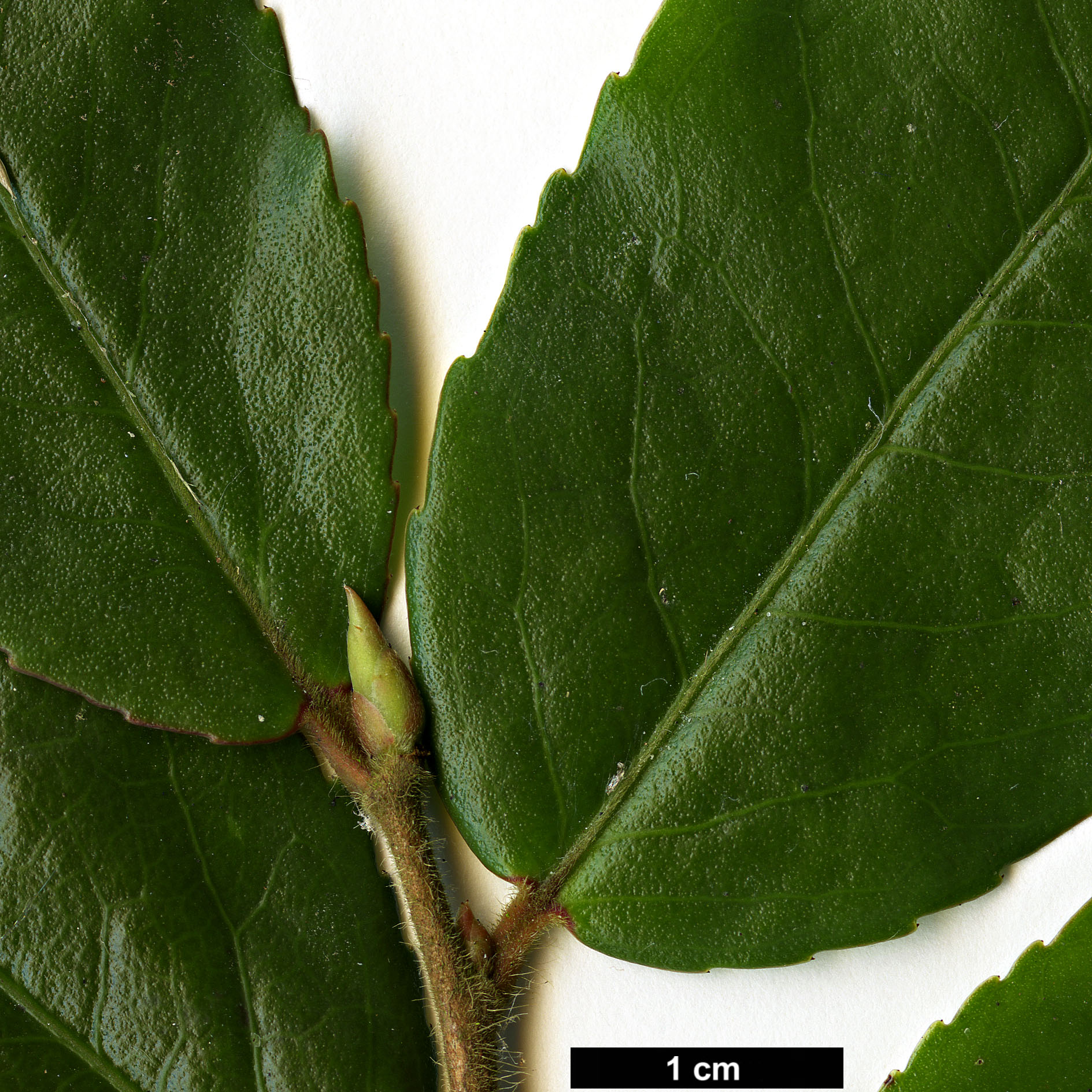 High resolution image: Family: Theaceae - Genus: Camellia - Taxon: cordifolia
