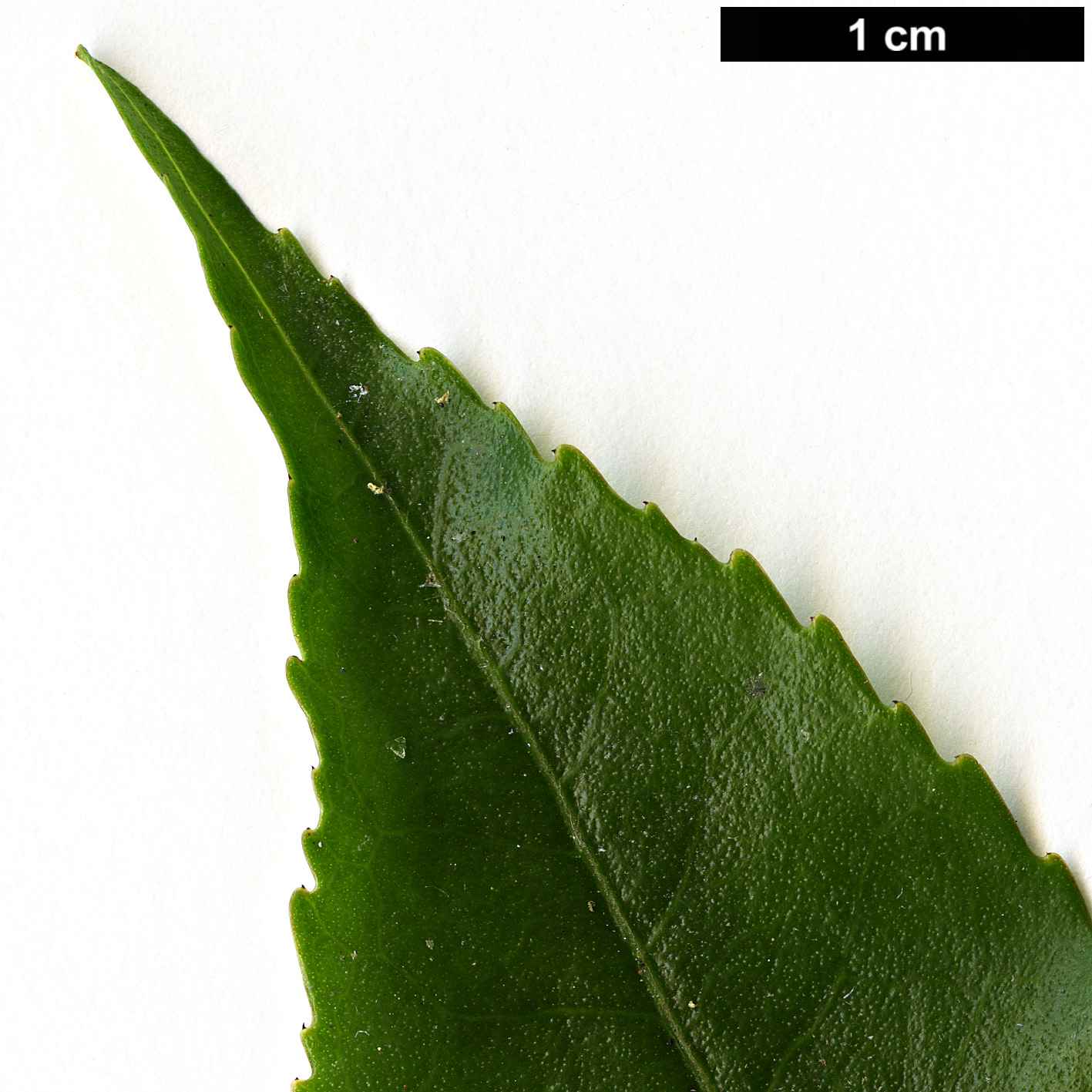 High resolution image: Family: Theaceae - Genus: Camellia - Taxon: cordifolia
