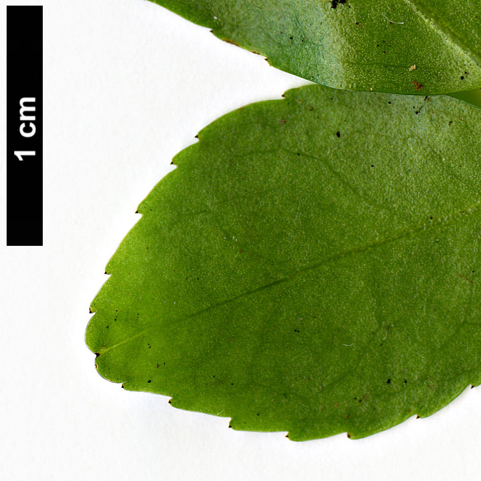 High resolution image: Family: Theaceae - Genus: Camellia - Taxon: costei