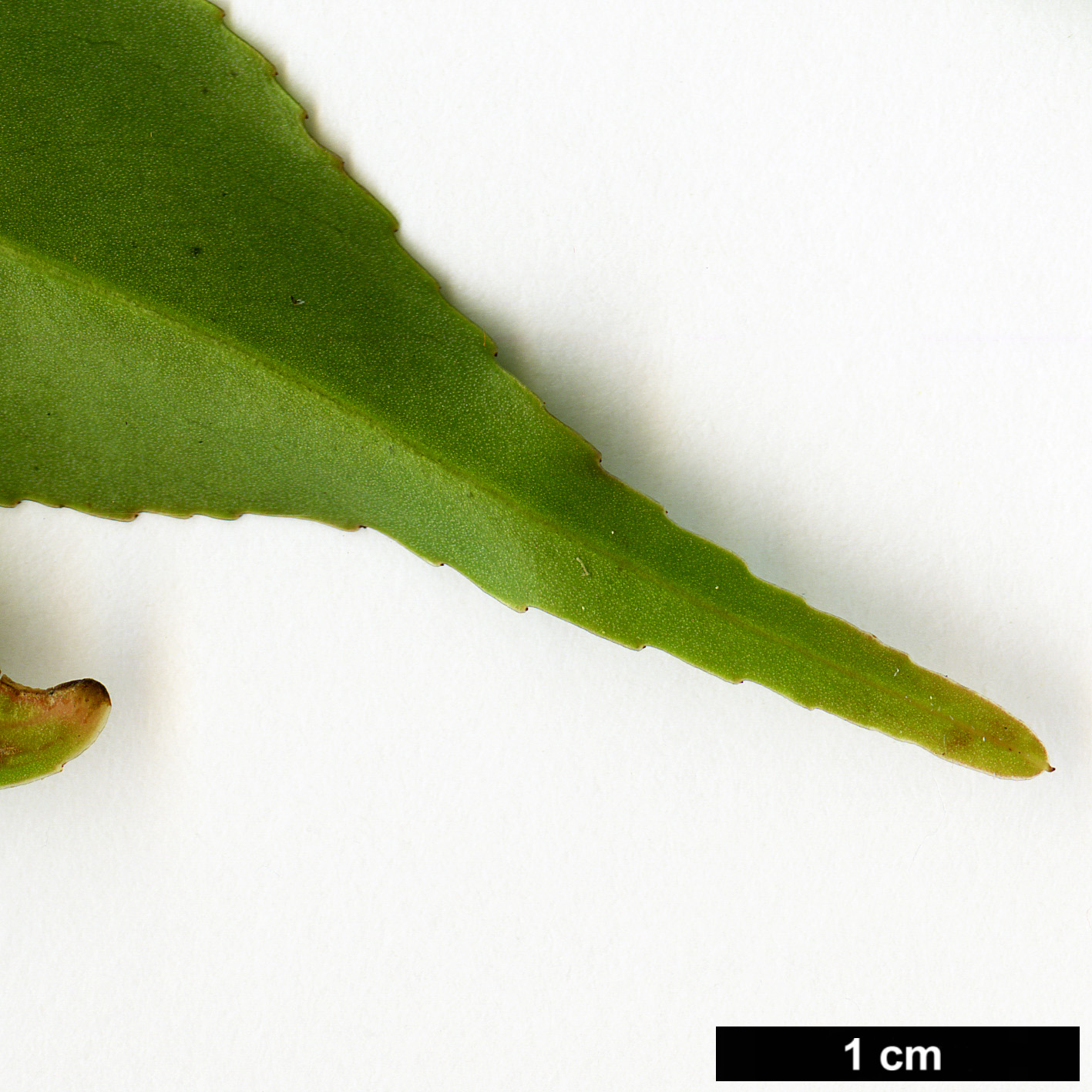 High resolution image: Family: Theaceae - Genus: Camellia - Taxon: cuspidata