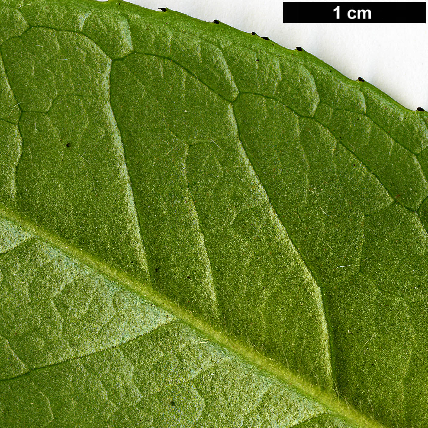 High resolution image: Family: Theaceae - Genus: Camellia - Taxon: edithae