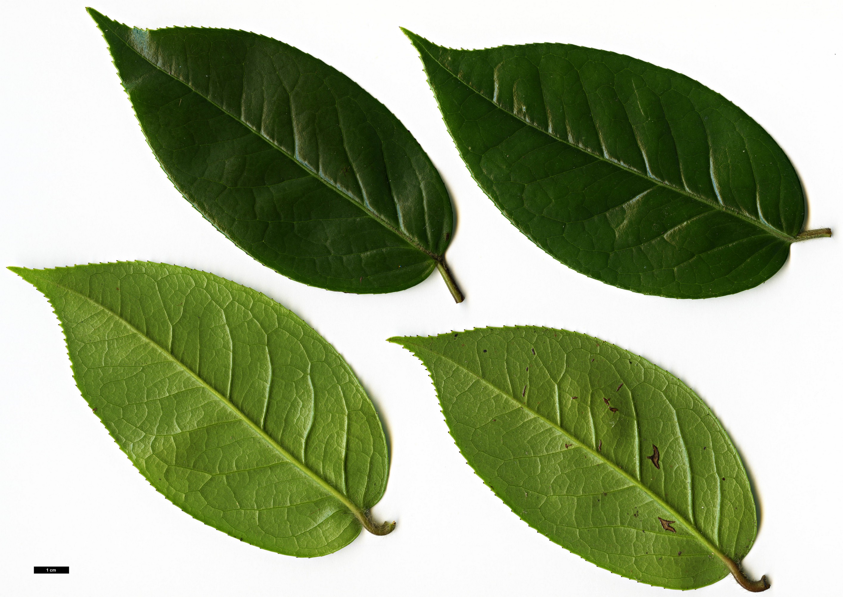 High resolution image: Family: Theaceae - Genus: Camellia - Taxon: edithae