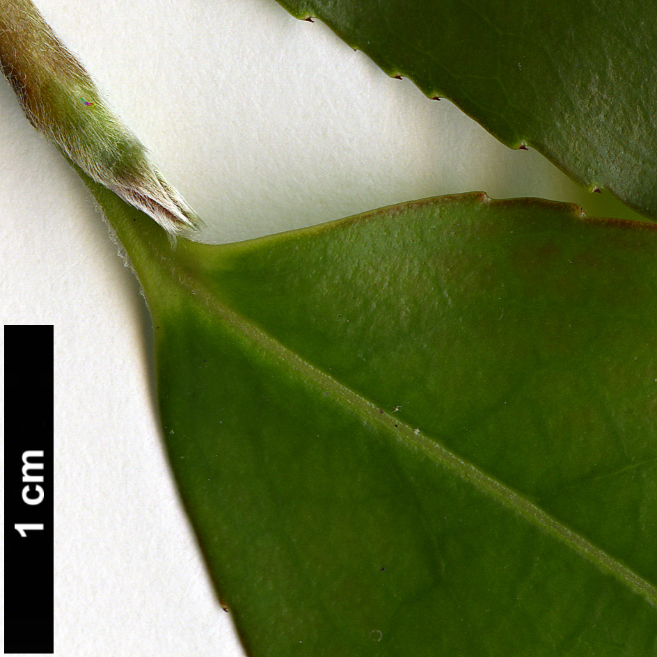 High resolution image: Family: Theaceae - Genus: Camellia - Taxon: fansipanensis