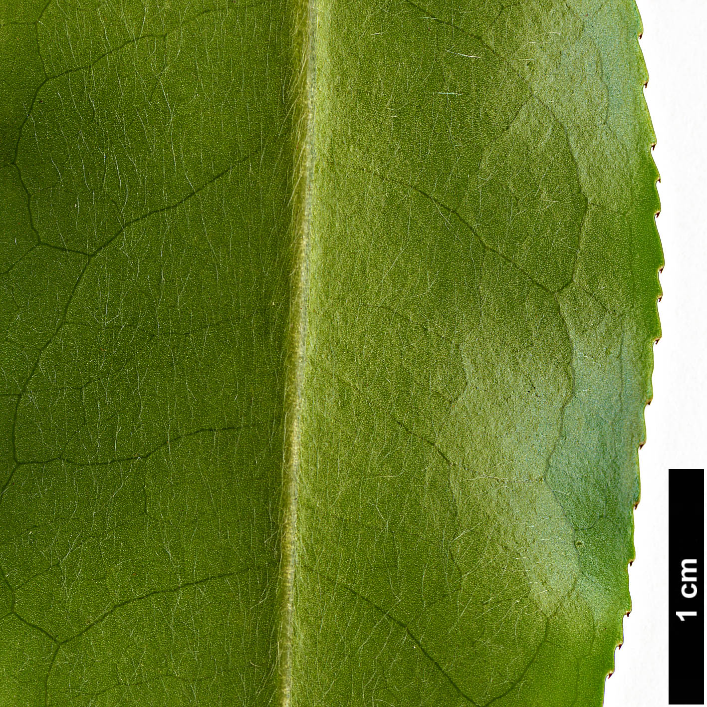 High resolution image: Family: Theaceae - Genus: Camellia - Taxon: fansipanensis
