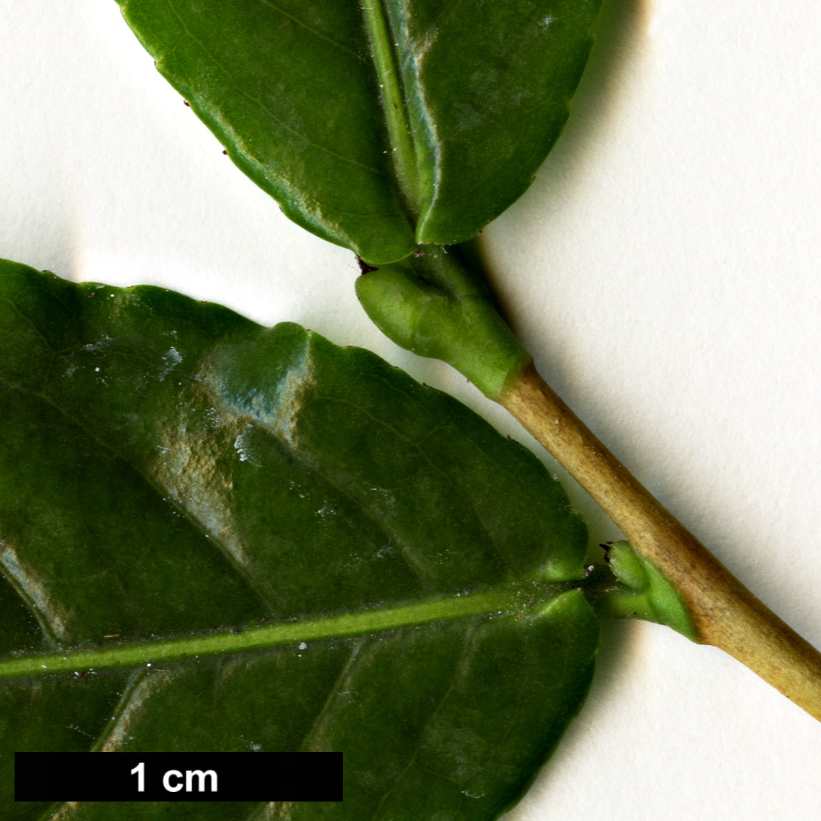 High resolution image: Family: Theaceae - Genus: Camellia - Taxon: flava