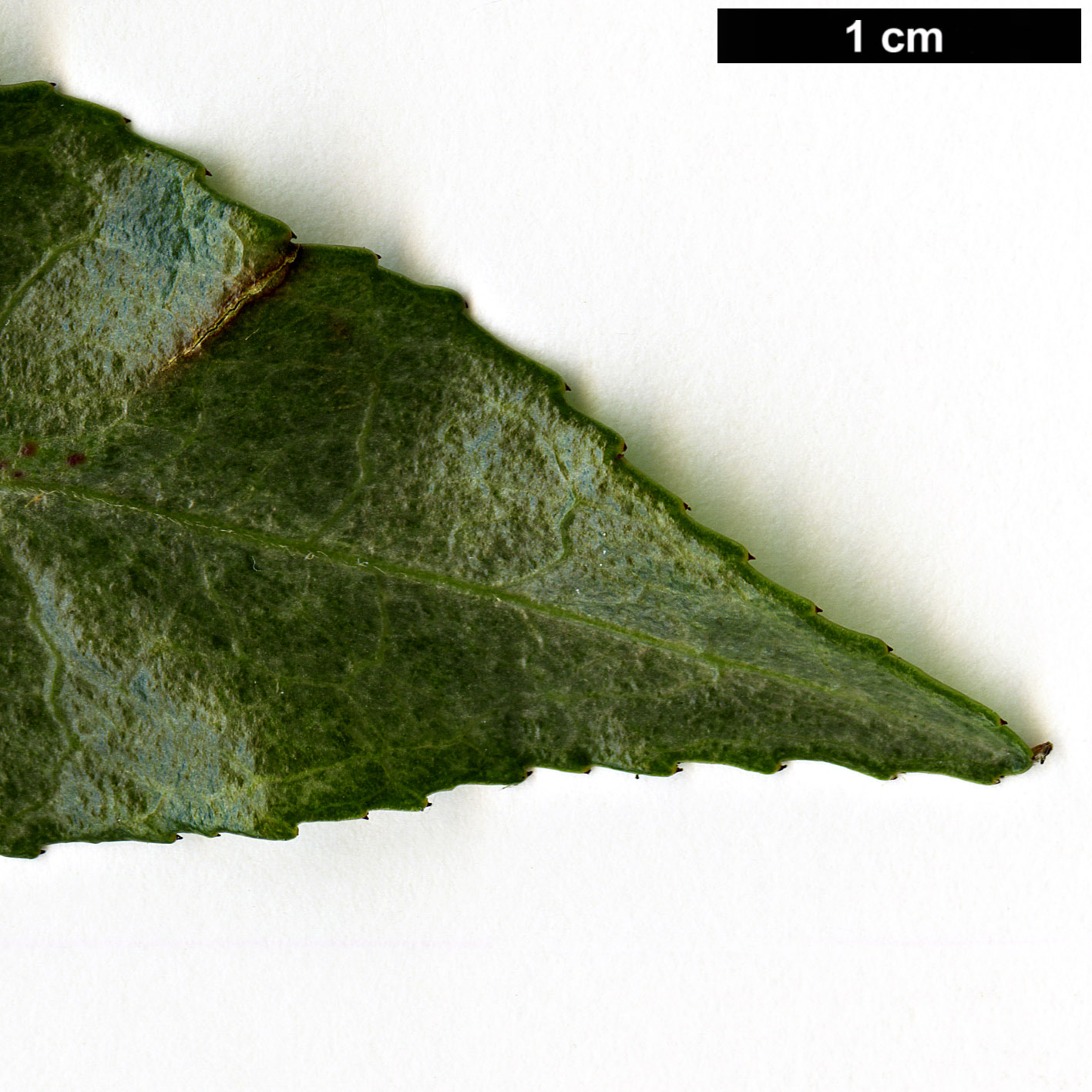 High resolution image: Family: Theaceae - Genus: Camellia - Taxon: fluviatilis