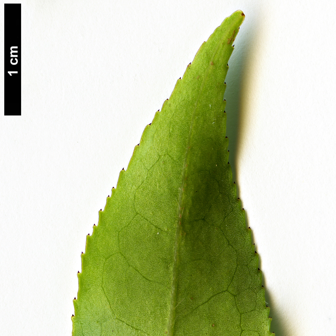 High resolution image: Family: Theaceae - Genus: Camellia - Taxon: forrestii