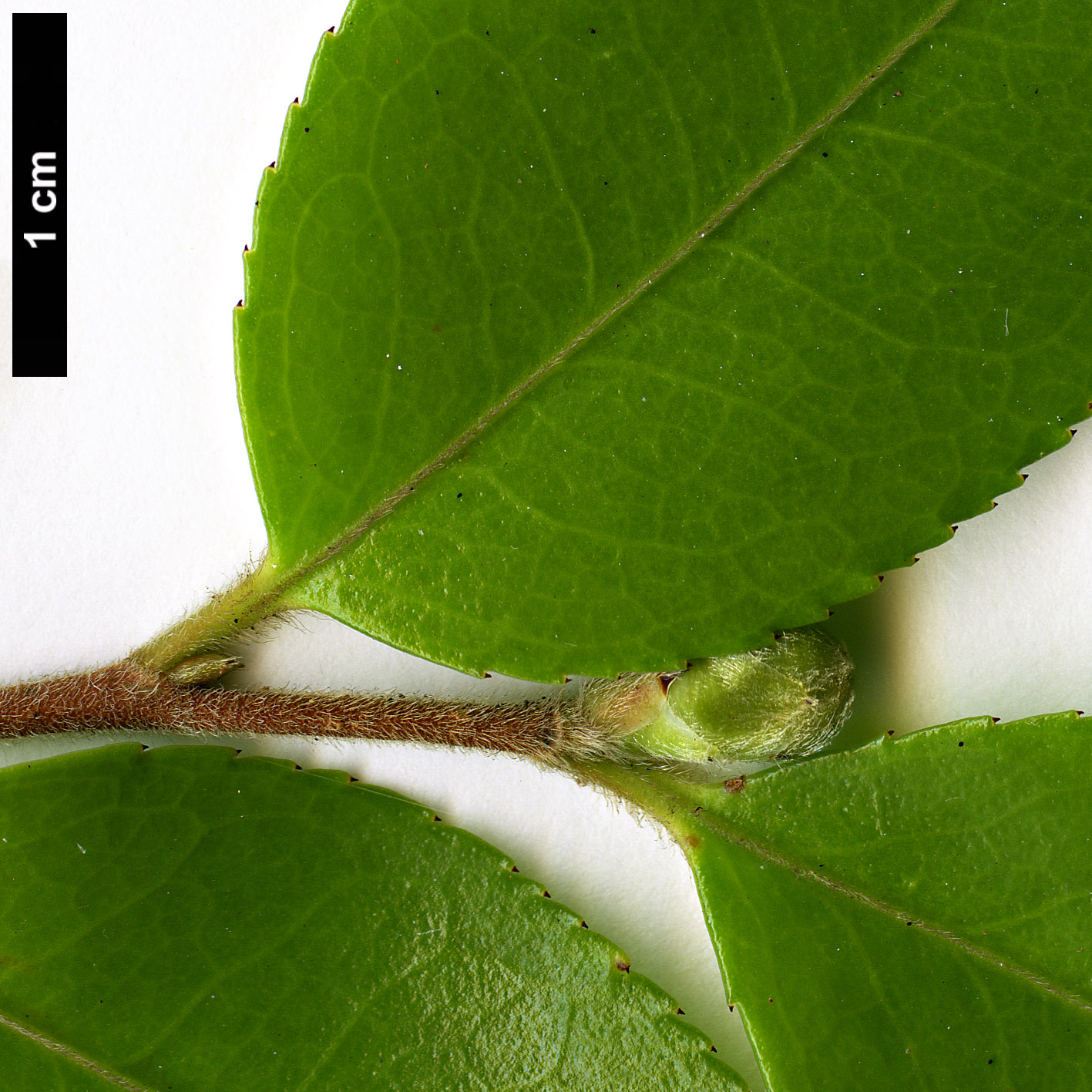 High resolution image: Family: Theaceae - Genus: Camellia - Taxon: forrestii