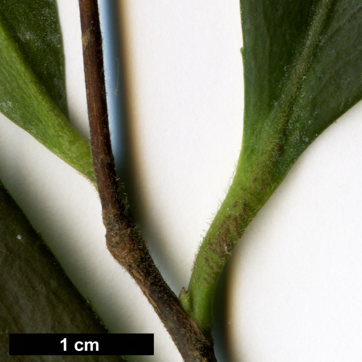 High resolution image: Family: Theaceae - Genus: Camellia - Taxon: obtusifolia