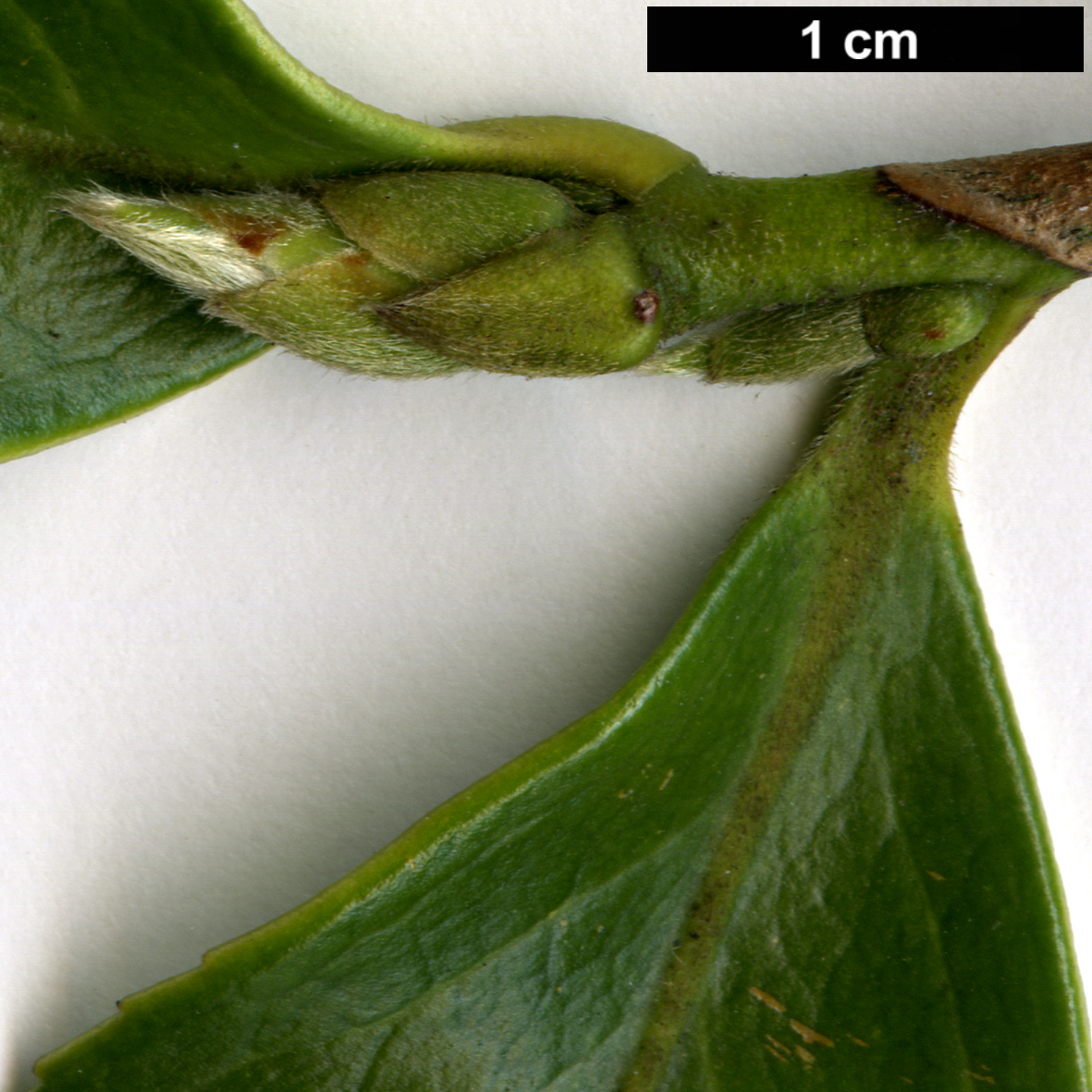High resolution image: Family: Theaceae - Genus: Camellia - Taxon: oleifera
