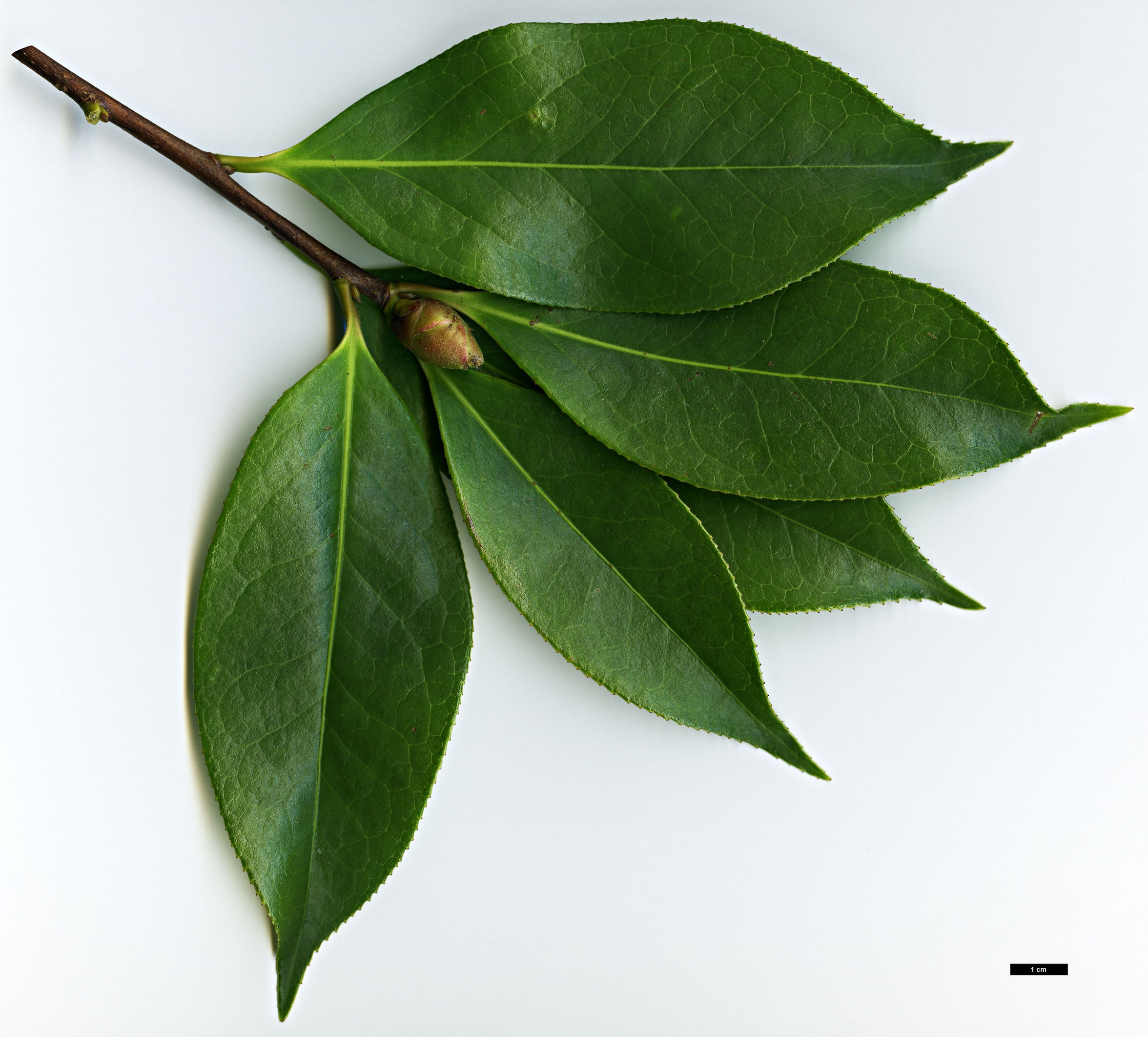High resolution image: Family: Theaceae - Genus: Camellia - Taxon: reticulata