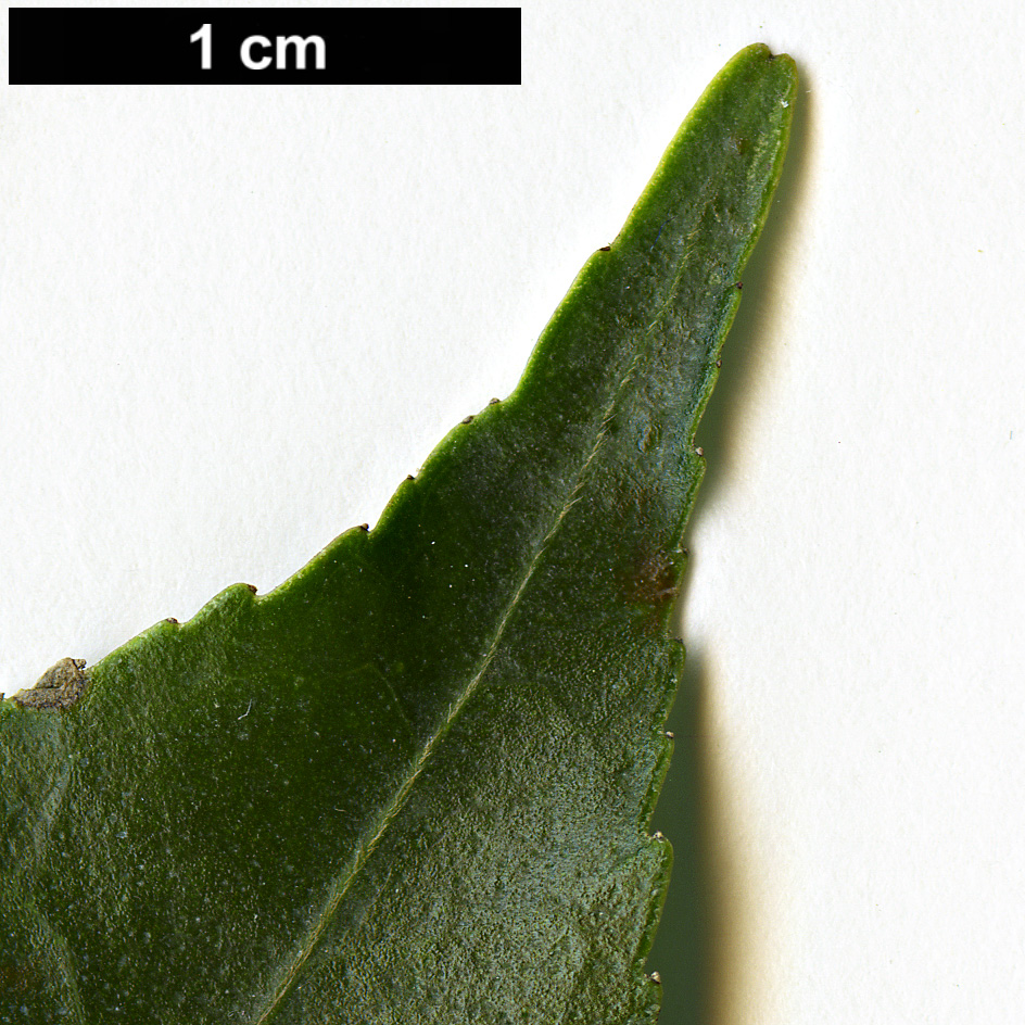 High resolution image: Family: Theaceae - Genus: Camellia - Taxon: rosiflora
