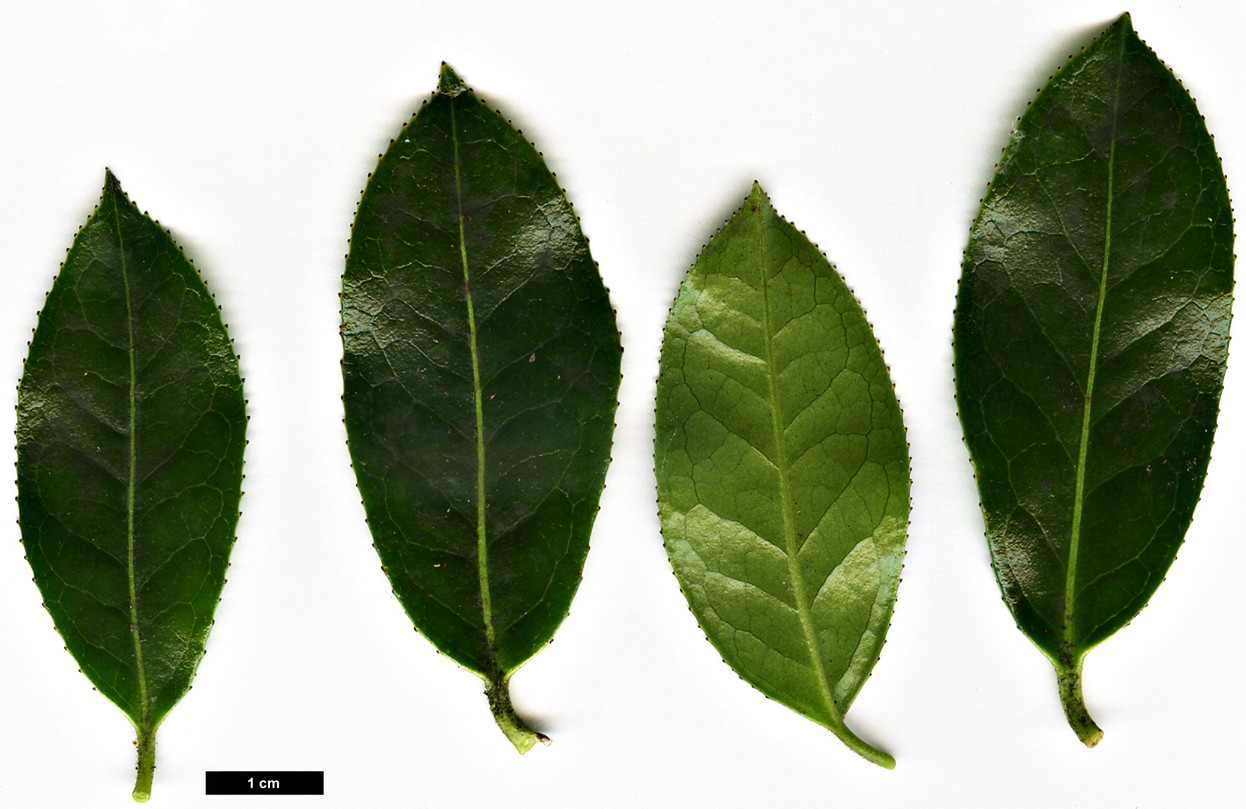 High resolution image: Family: Theaceae - Genus: Camellia - Taxon: saluenensis