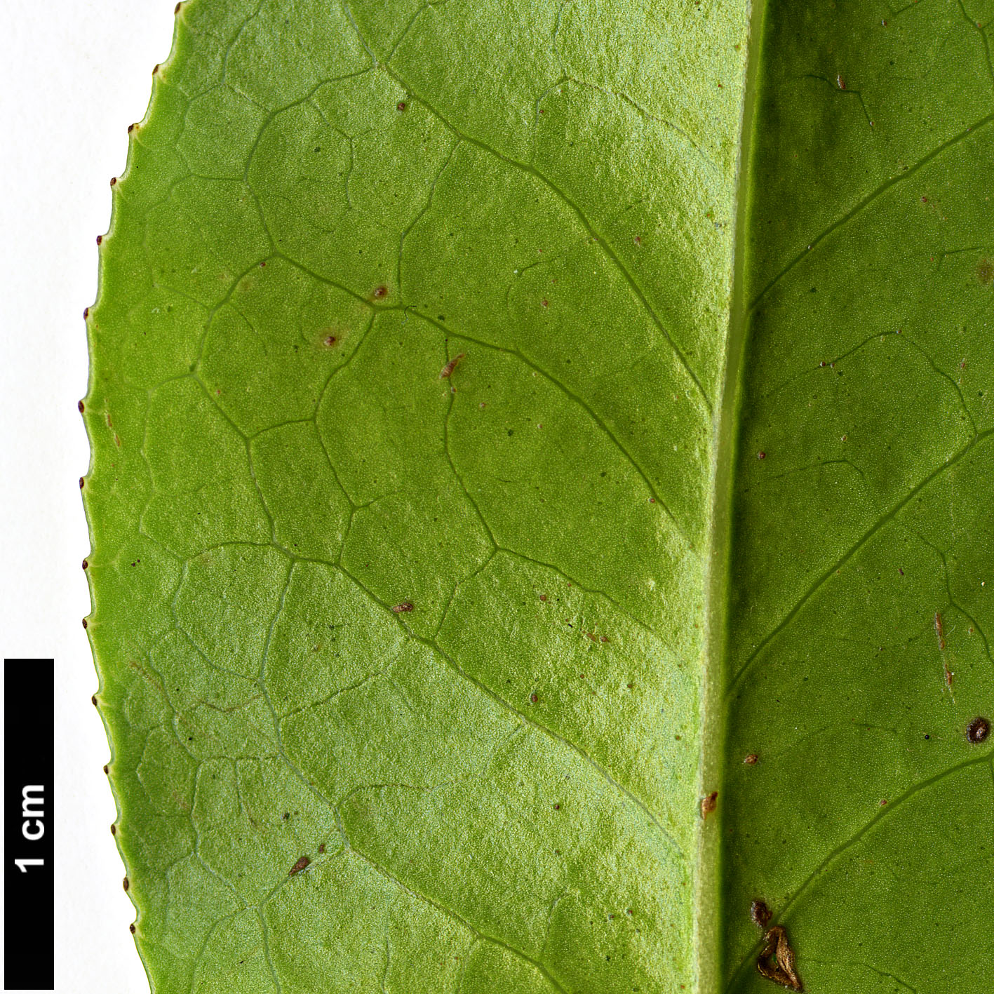 High resolution image: Family: Theaceae - Genus: Camellia - Taxon: saluenensis