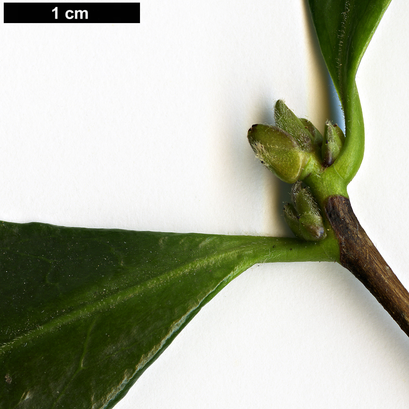 High resolution image: Family: Theaceae - Genus: Camellia - Taxon: sasanqua
