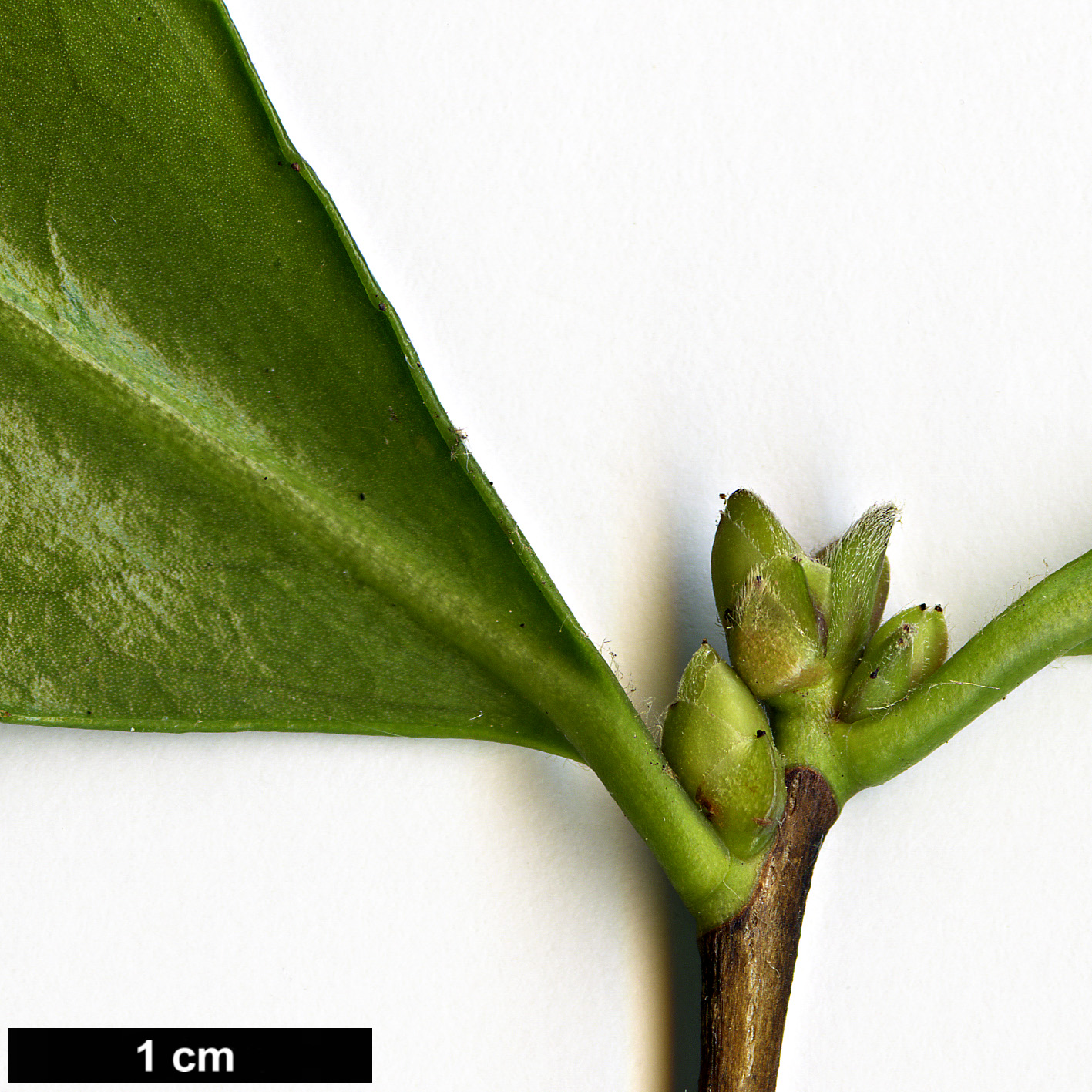 High resolution image: Family: Theaceae - Genus: Camellia - Taxon: sasanqua