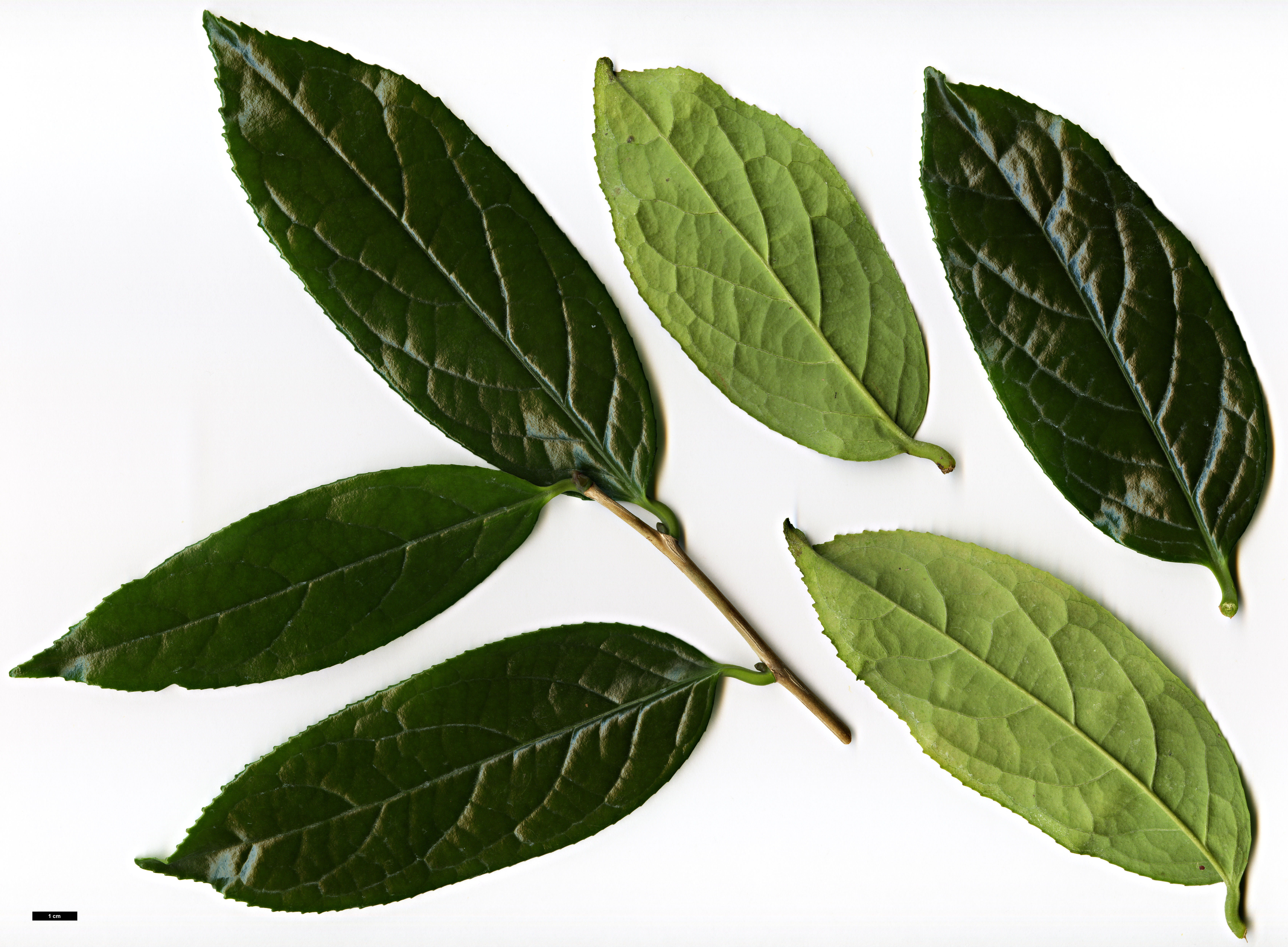 High resolution image: Family: Theaceae - Genus: Camellia - Taxon: tamdaoensis