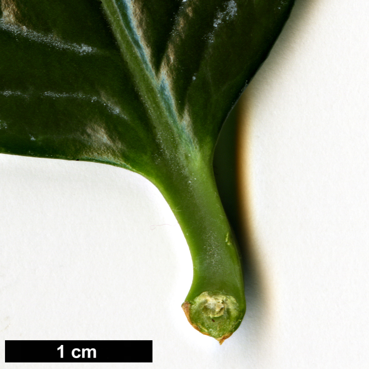 High resolution image: Family: Theaceae - Genus: Camellia - Taxon: tamdaoensis