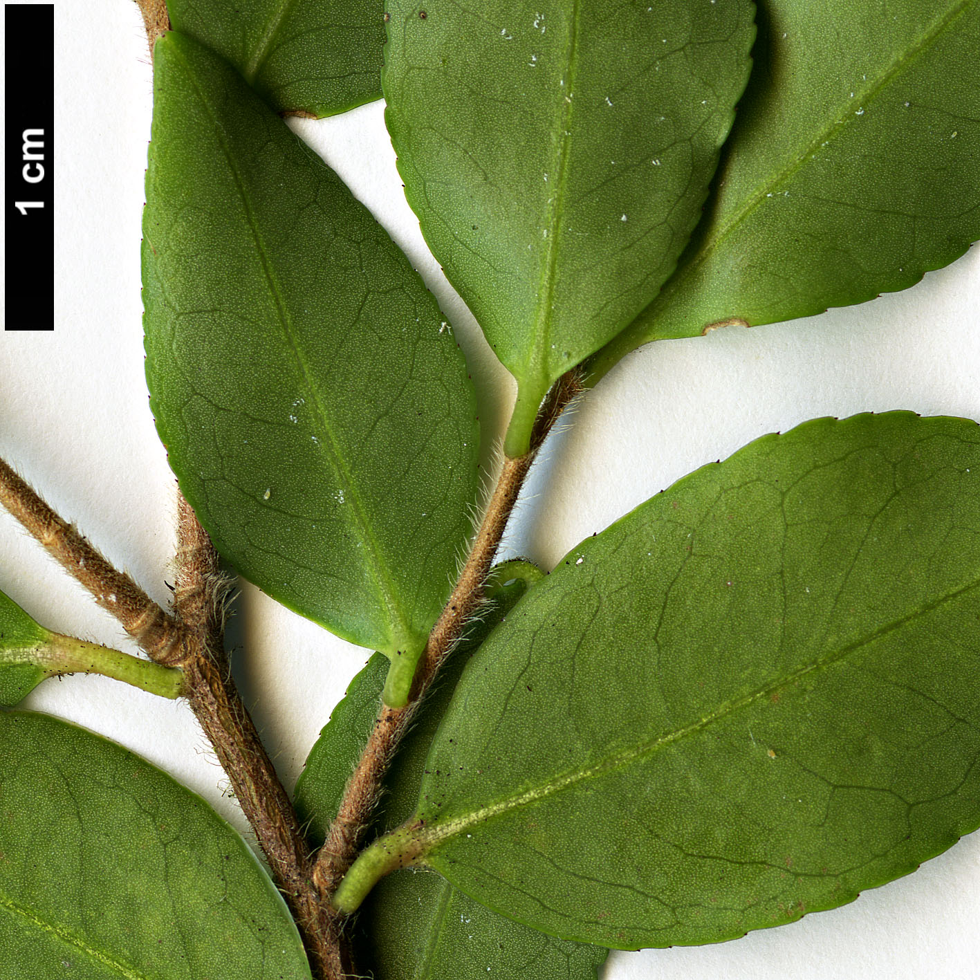 High resolution image: Family: Theaceae - Genus: Camellia - Taxon: transnokoensis