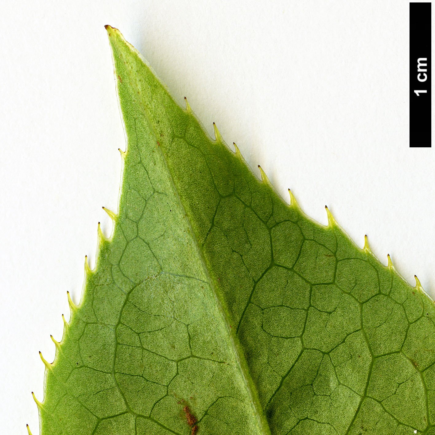 High resolution image: Family: Theaceae - Genus: Camellia - Taxon: tuberculata