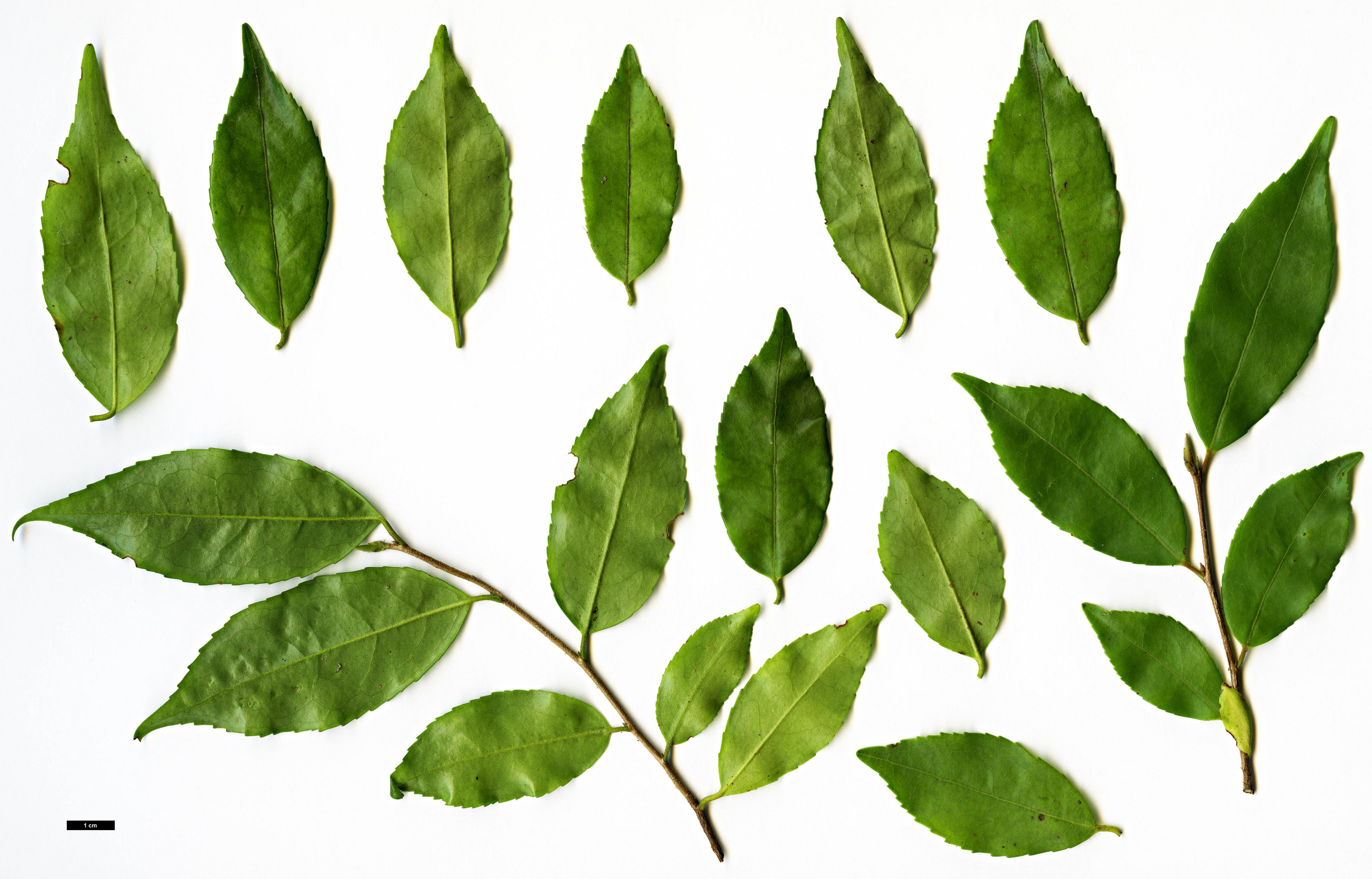 High resolution image: Family: Theaceae - Genus: Camellia - Taxon: viridicalyx