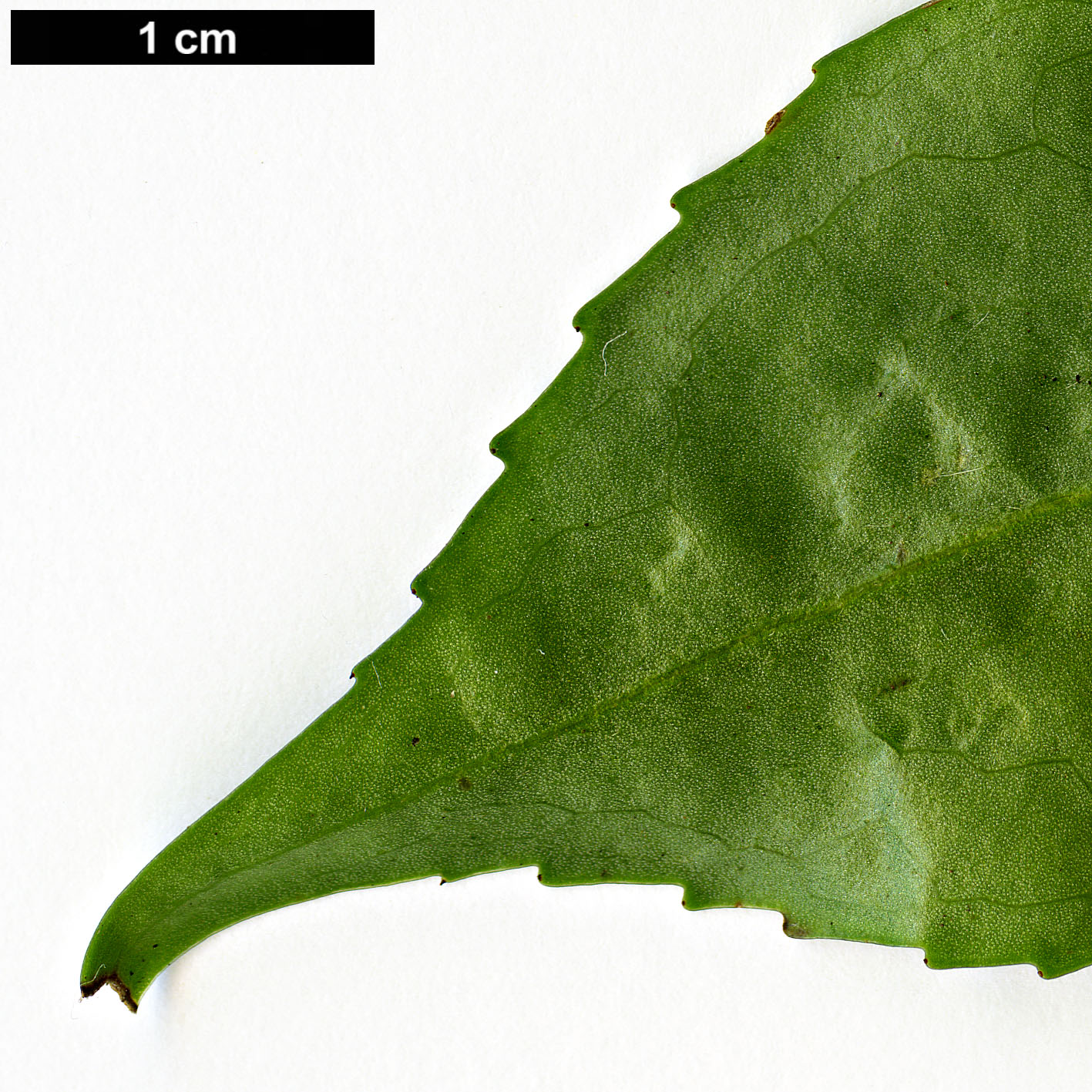 High resolution image: Family: Theaceae - Genus: Camellia - Taxon: viridicalyx