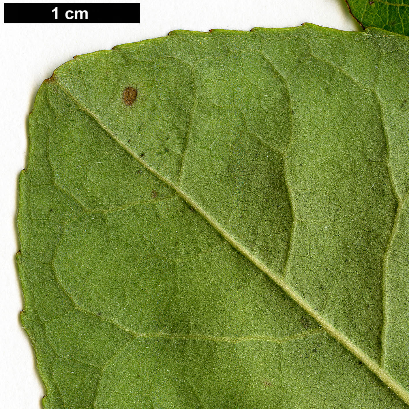 High resolution image: Family: Theaceae - Genus: Franklinia - Taxon: alatamaha