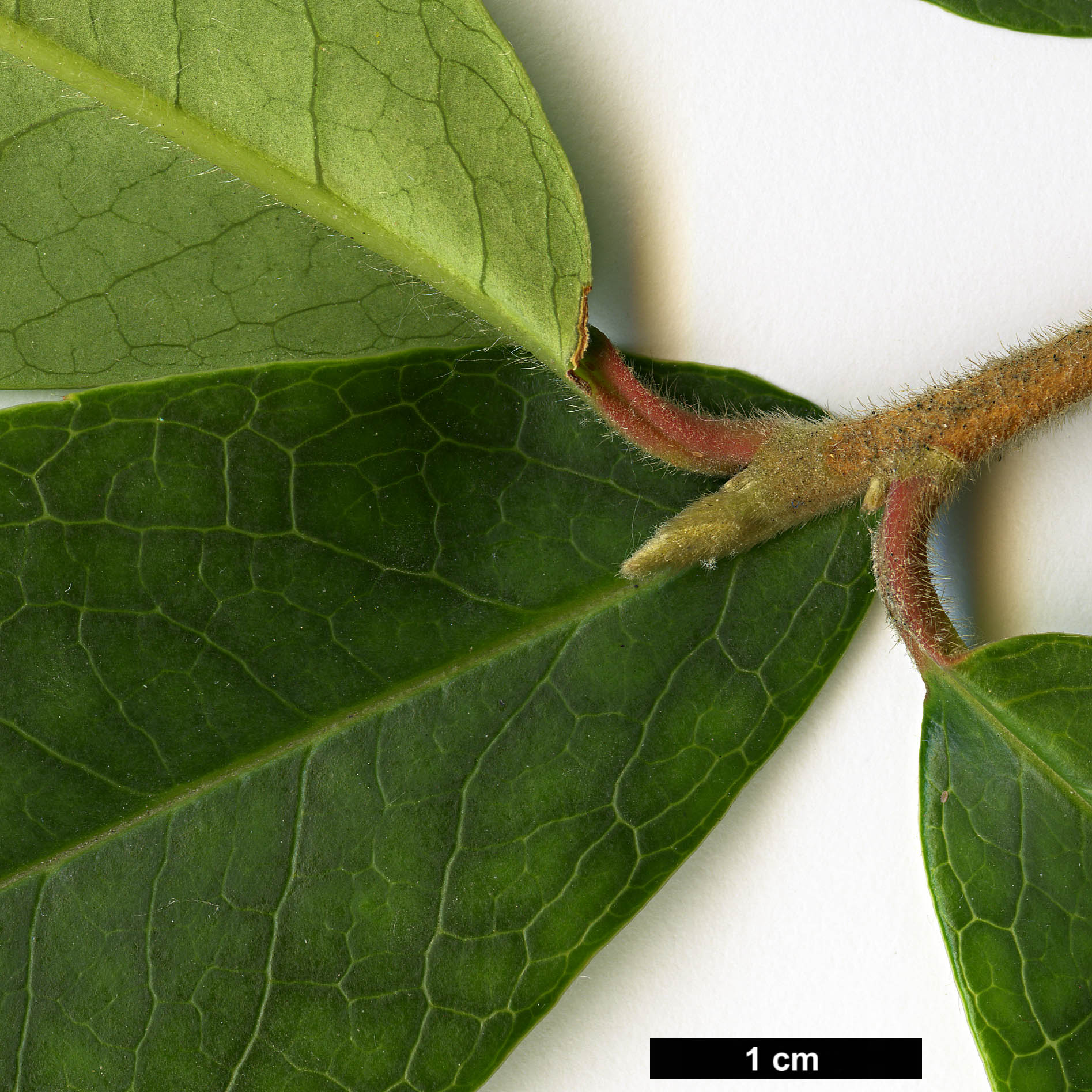 High resolution image: Family: Theaceae - Genus: Pyrenaria - Taxon: spectabilis