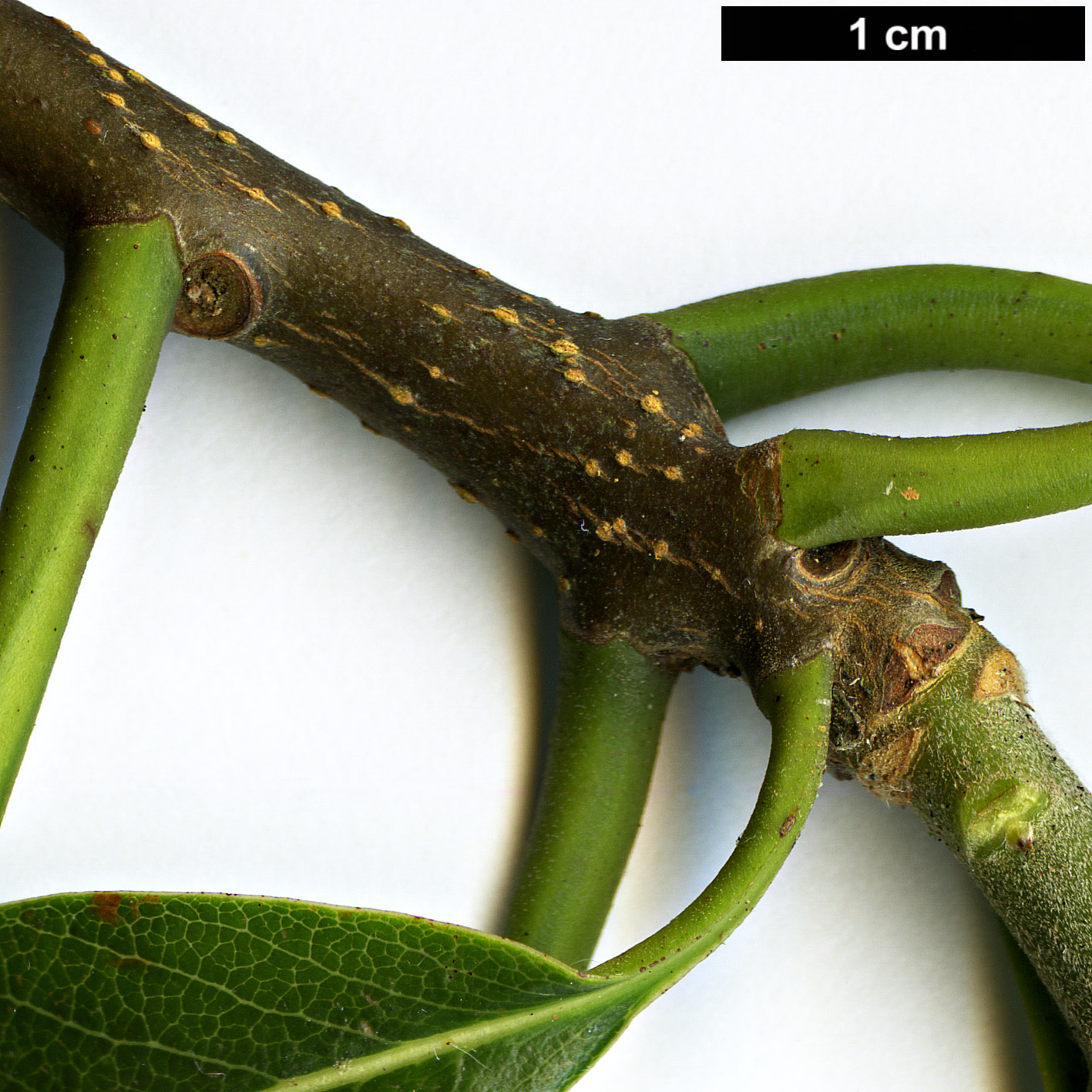 High resolution image: Family: Theaceae - Genus: Schima - Taxon: argentea