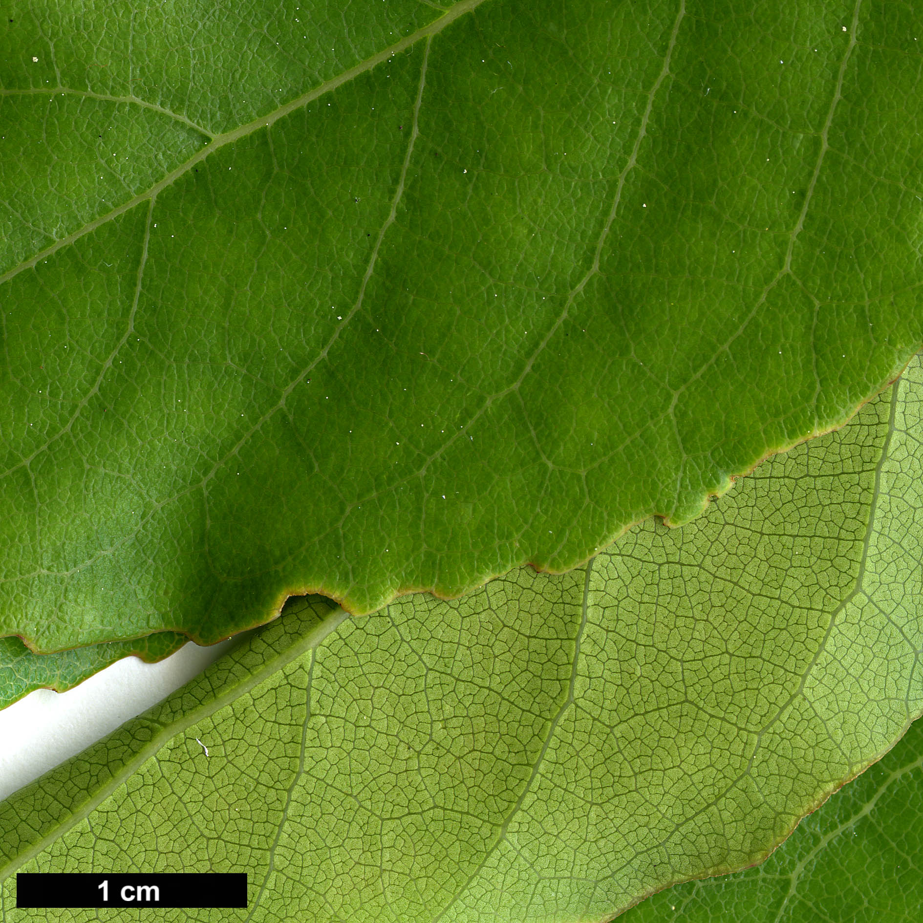 High resolution image: Family: Theaceae - Genus: Schima - Taxon: sinensis