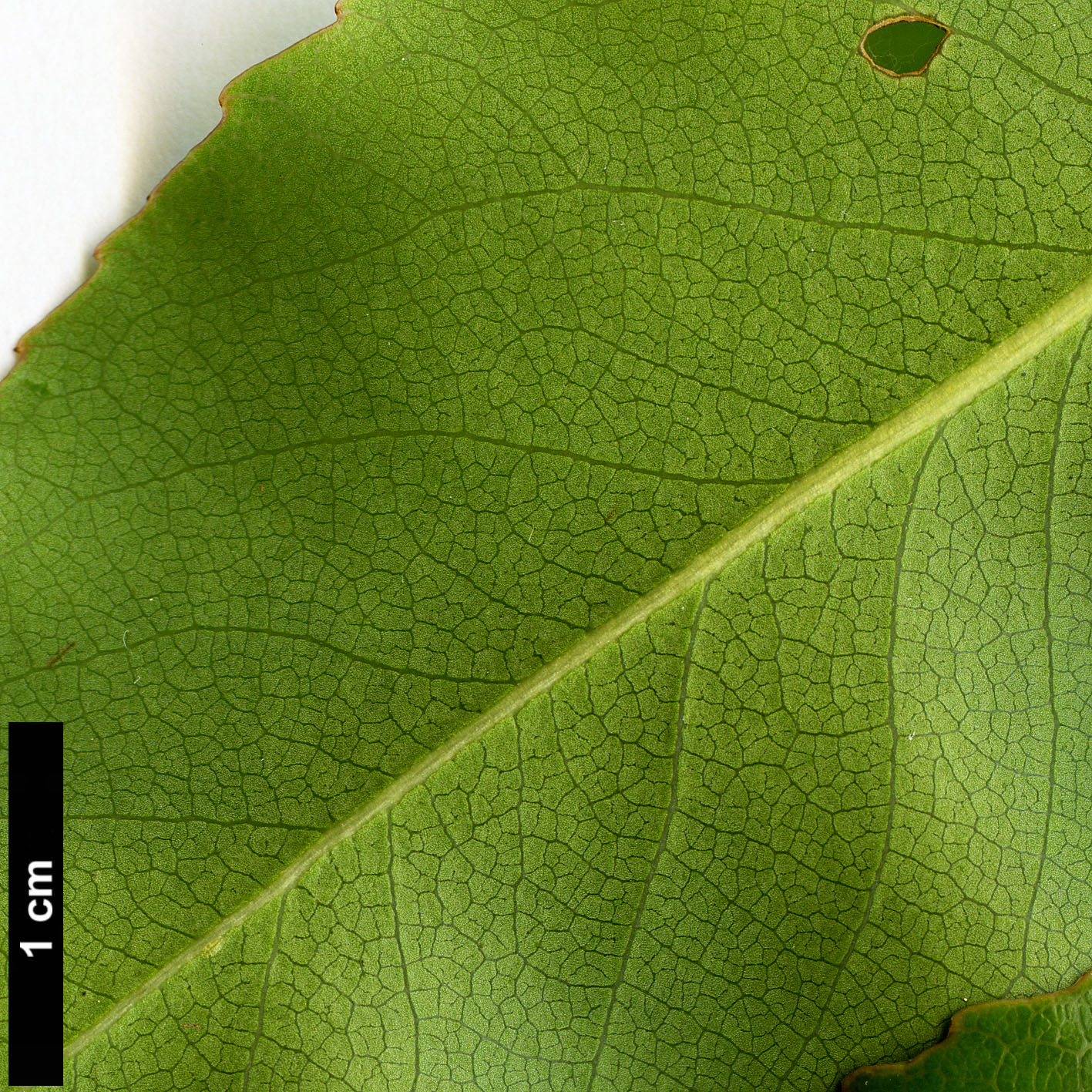 High resolution image: Family: Theaceae - Genus: Schima - Taxon: sinensis