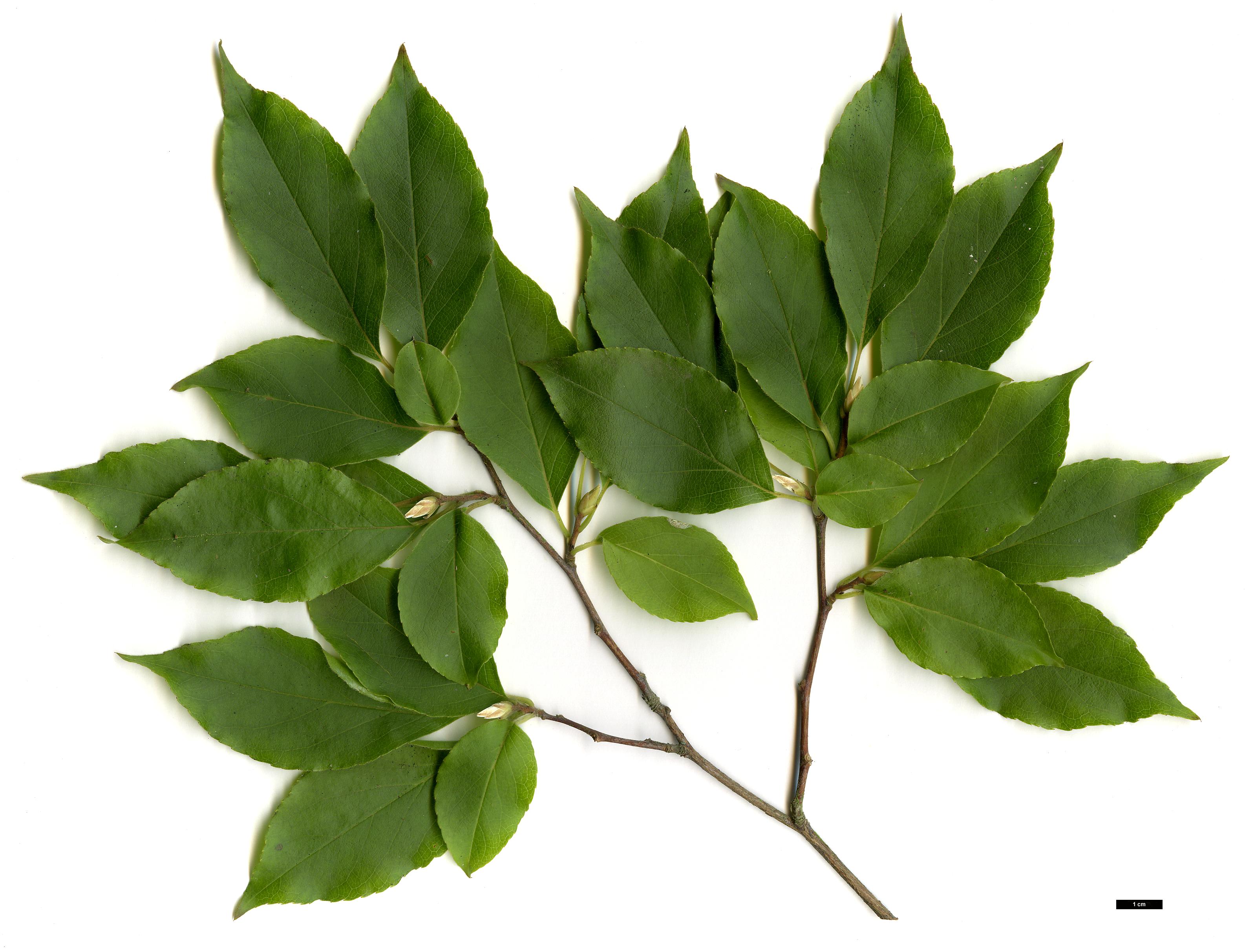 High resolution image: Family: Theaceae - Genus: Stewartia - Taxon: monadelpha
