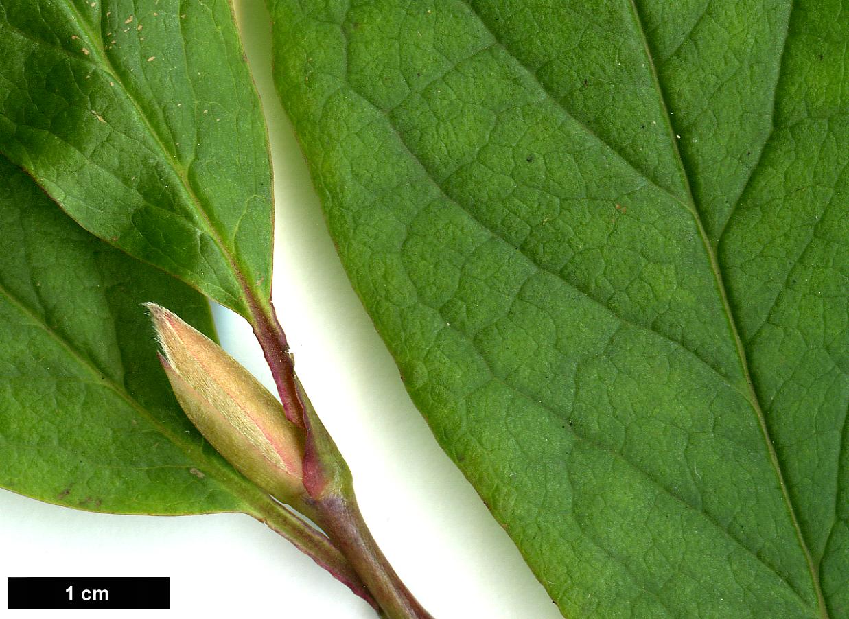 High resolution image: Family: Theaceae - Genus: Stewartia - Taxon: pseudocamellia