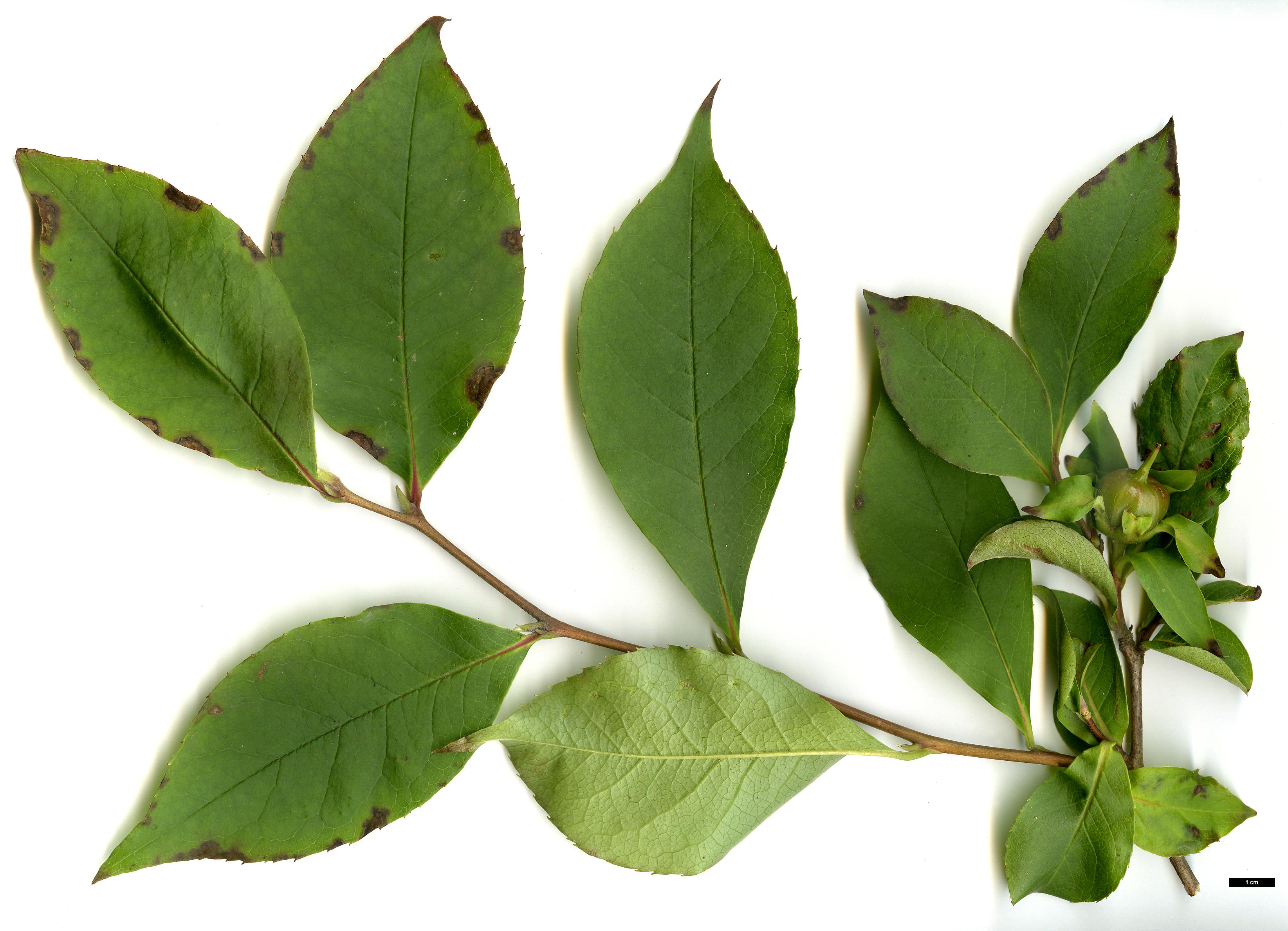 High resolution image: Family: Theaceae - Genus: Stewartia - Taxon: rostrata