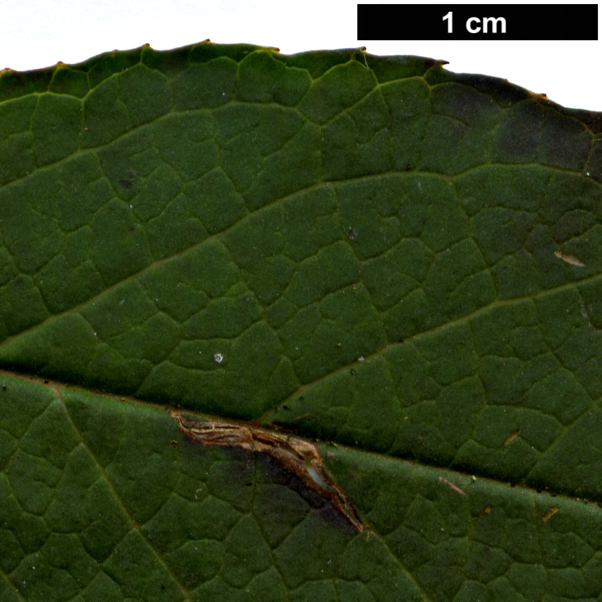 High resolution image: Family: Theaceae - Genus: Stewartia - Taxon: serrata