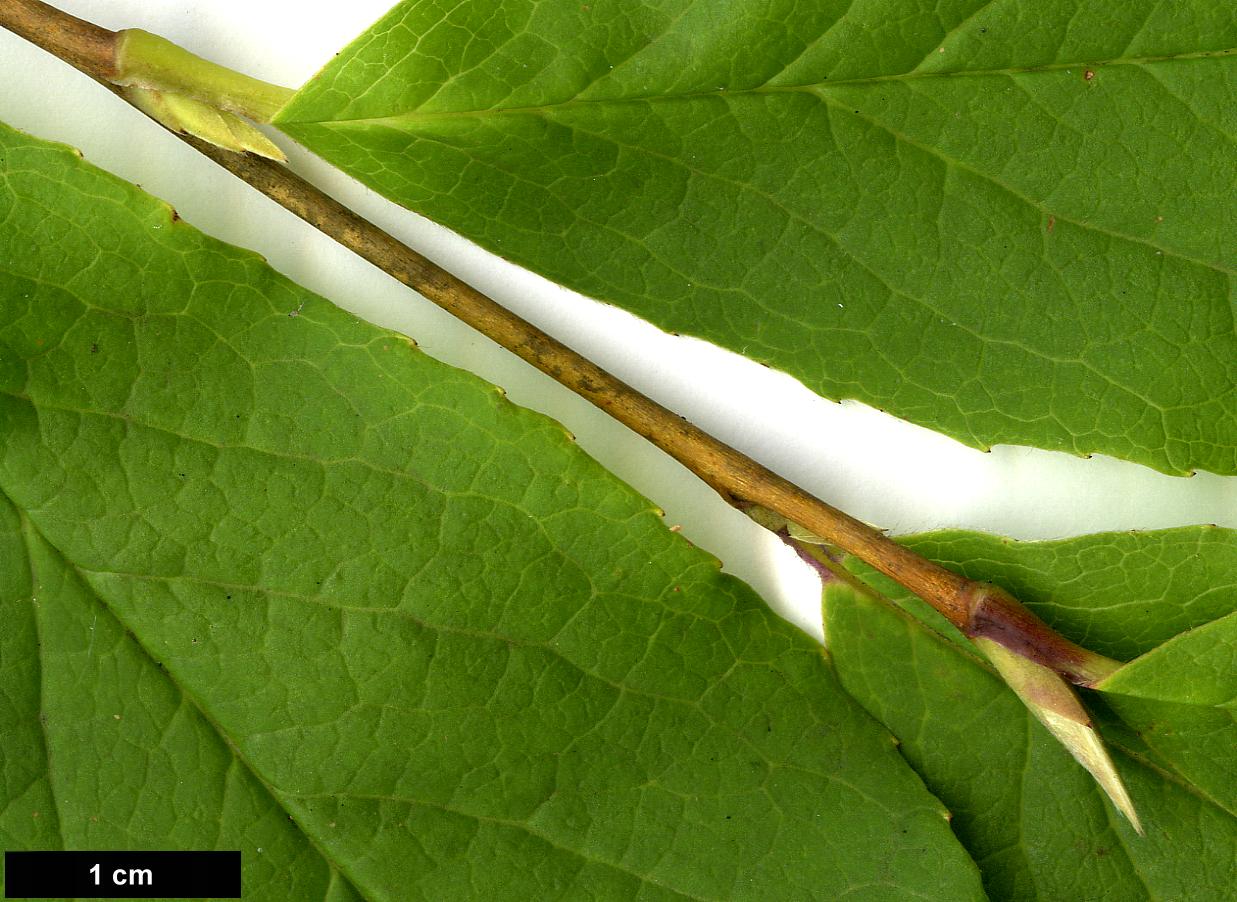 High resolution image: Family: Theaceae - Genus: Stewartia - Taxon: sinensis