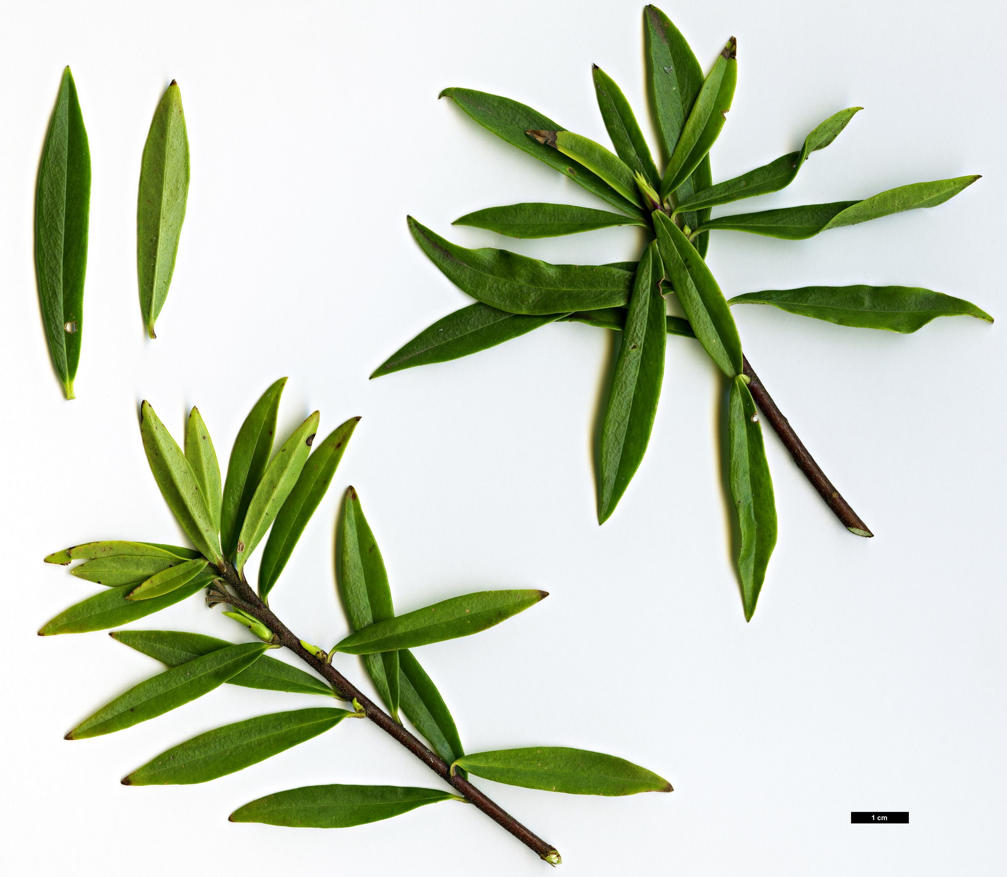 High resolution image: Family: Thymelaeaceae - Genus: Daphne - Taxon: acutiloba