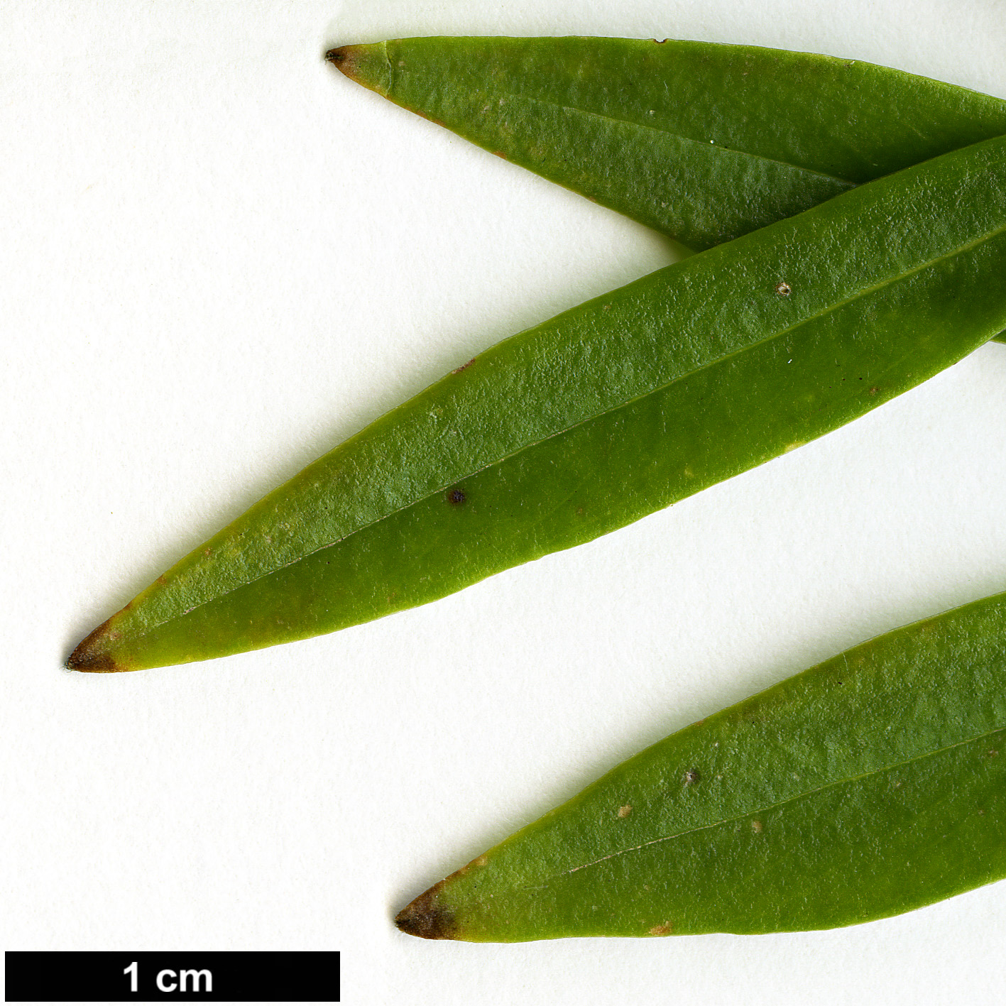 High resolution image: Family: Thymelaeaceae - Genus: Daphne - Taxon: acutiloba